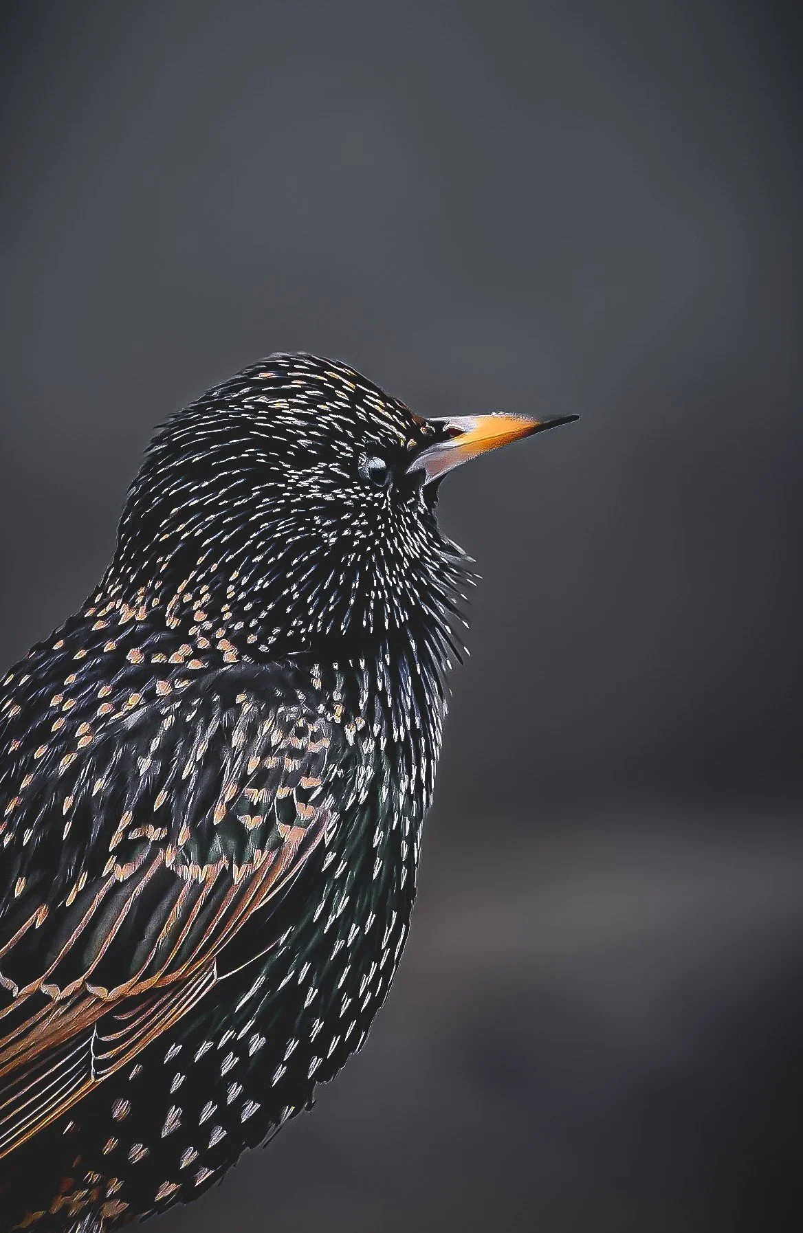 Starling Stillness