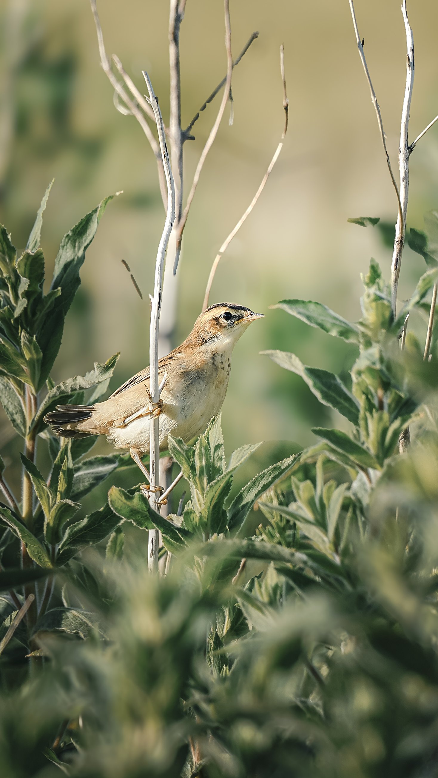Skylark