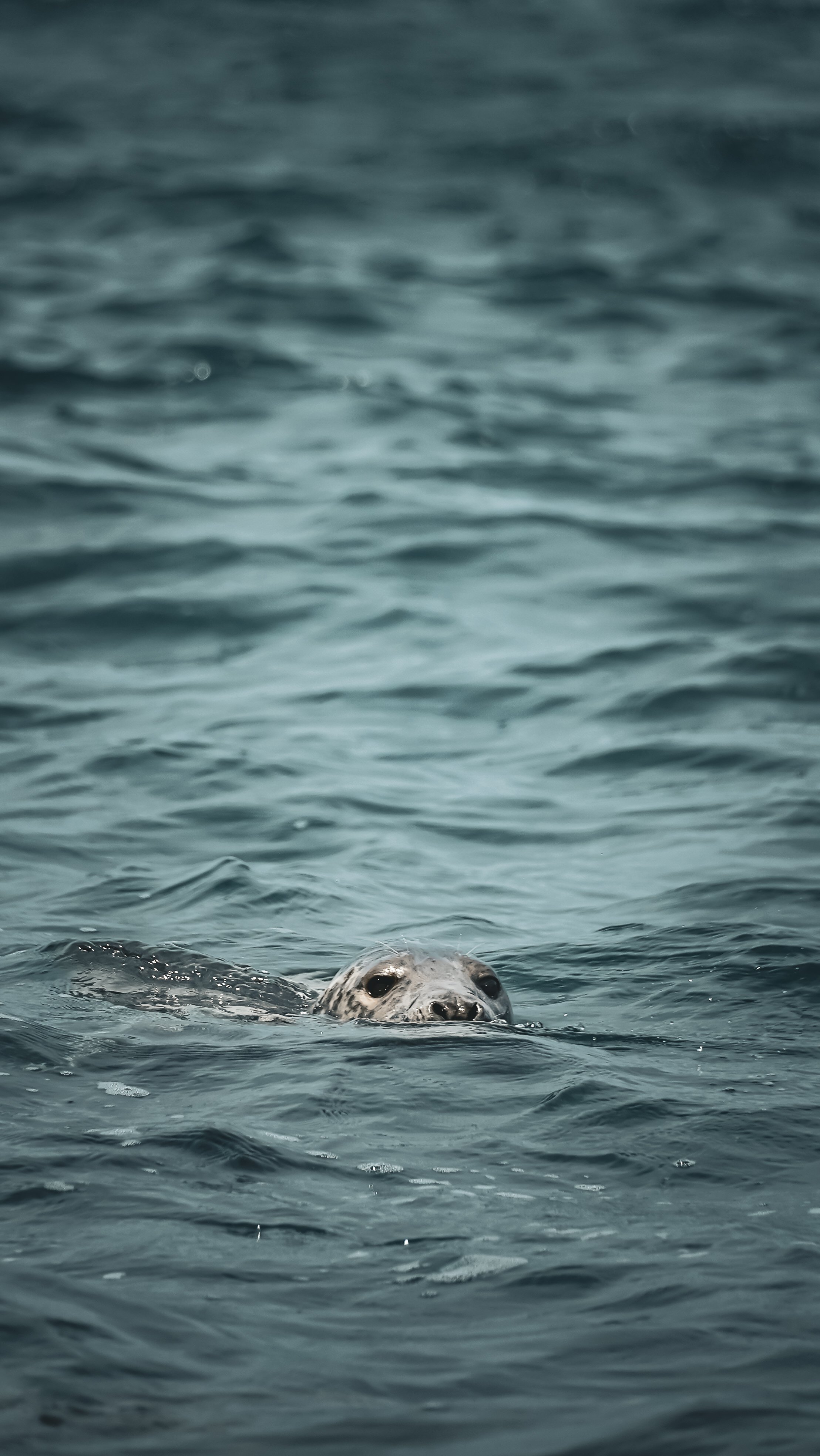 The Seal