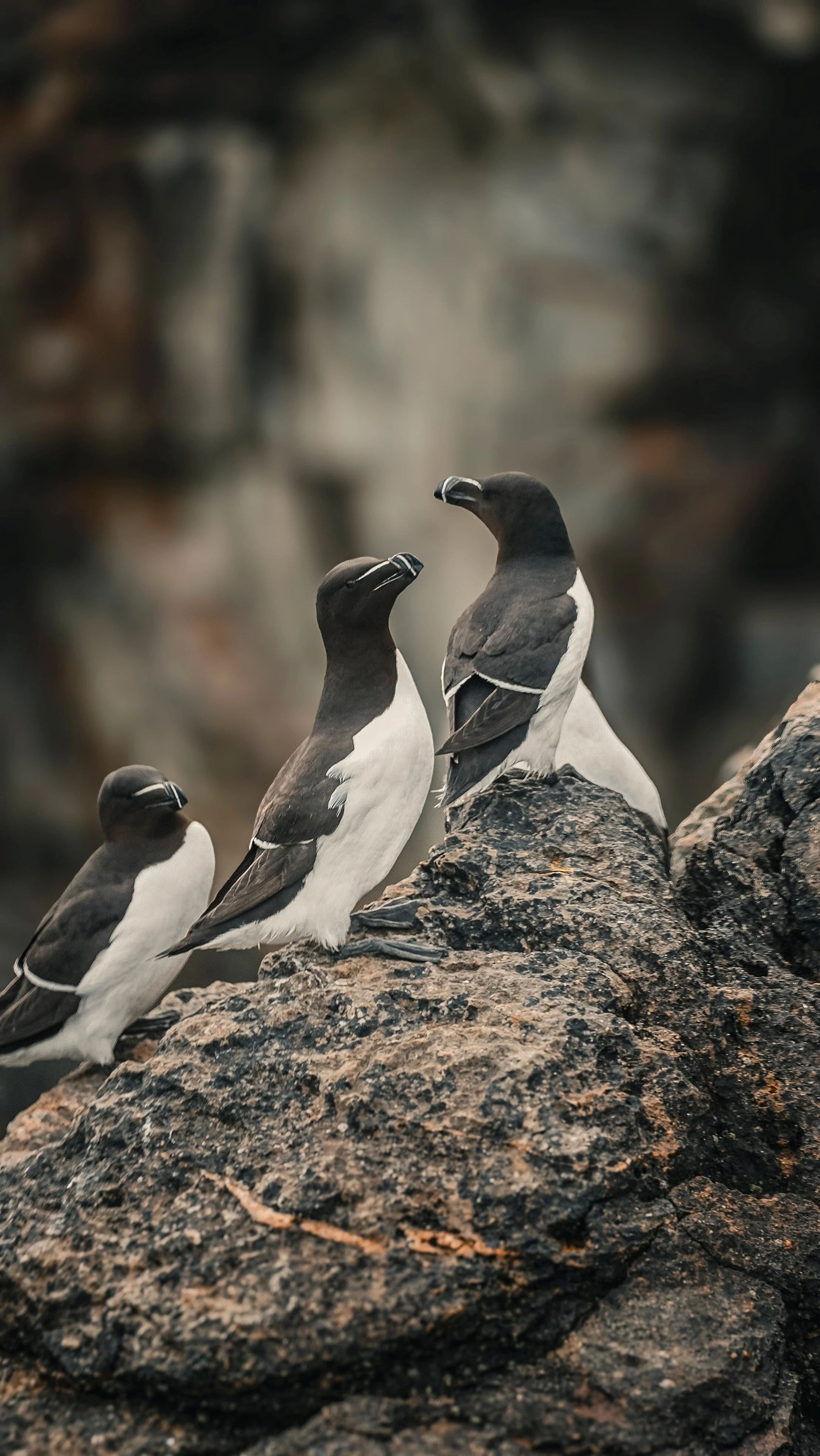 Razorbills