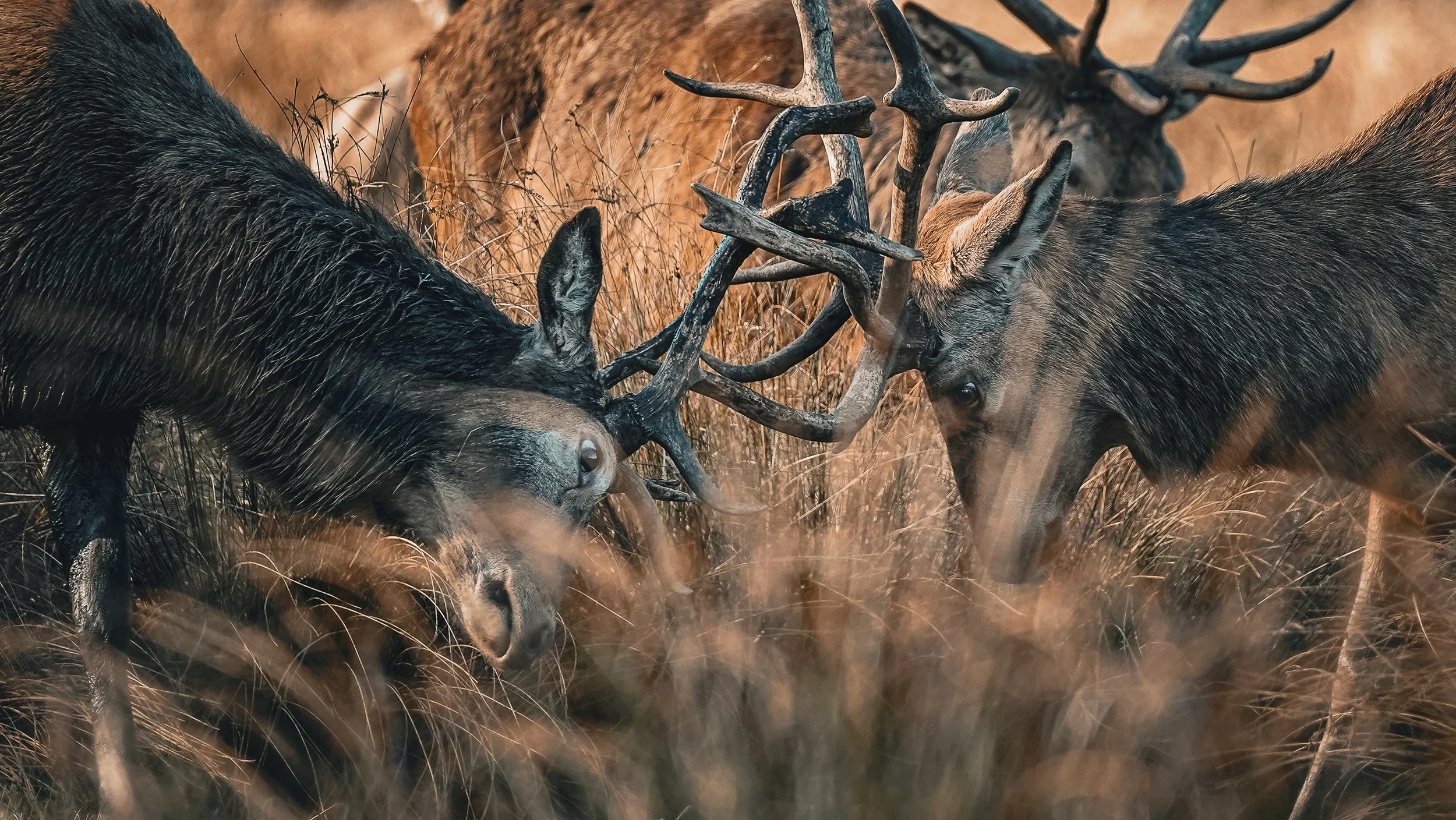Two male elk fighting, locking antlers in a grassy field.