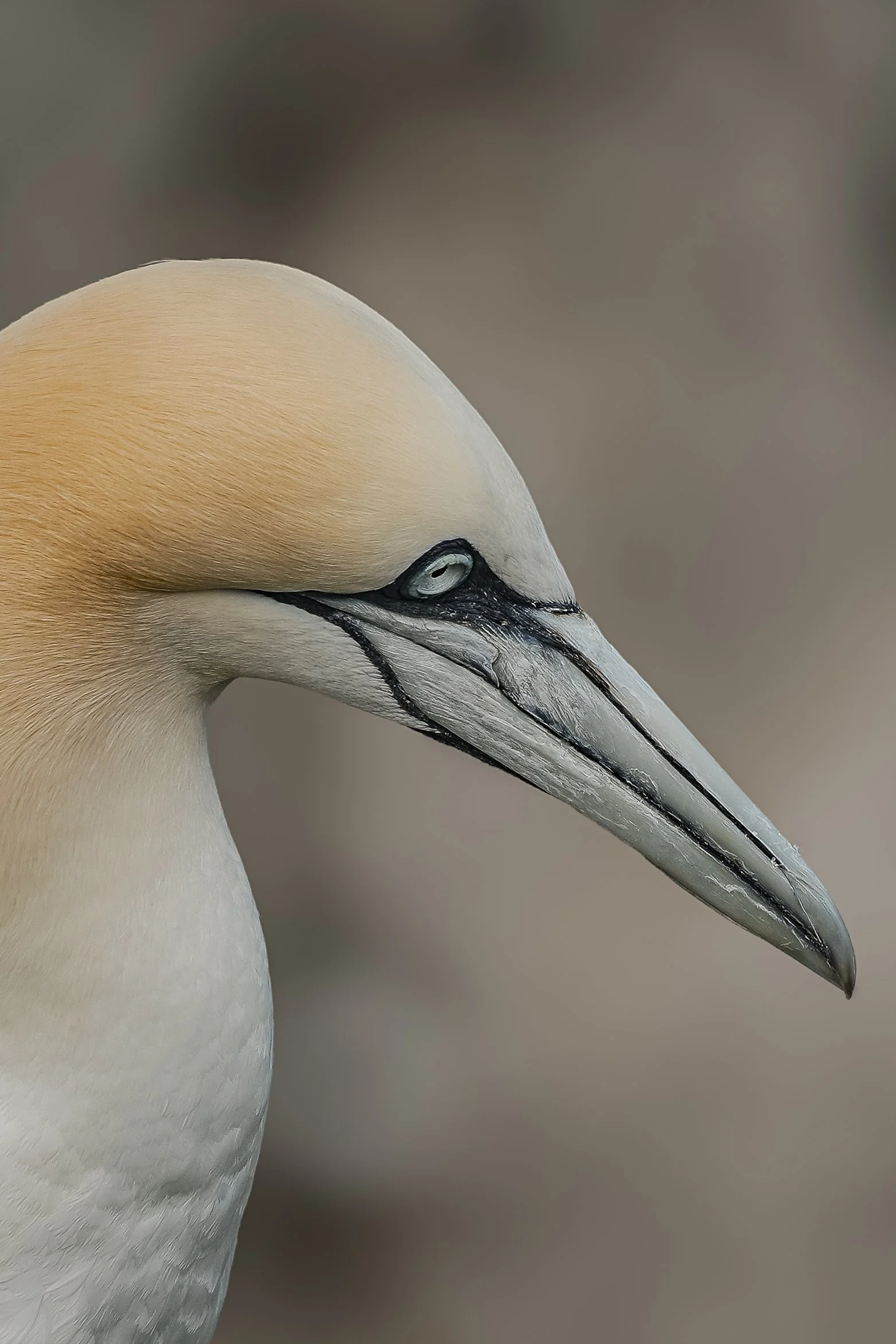 Gannet