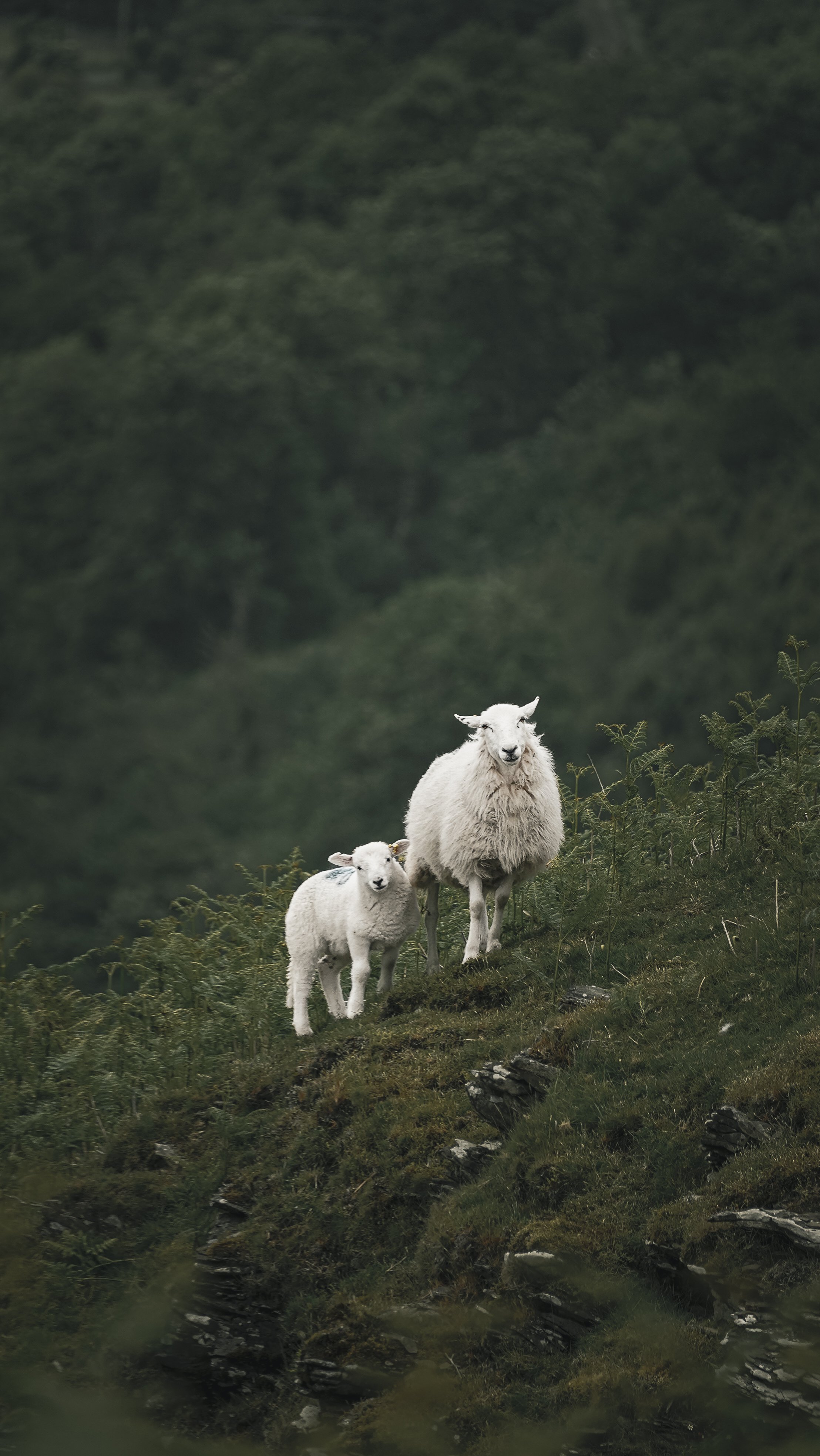 The Lamb