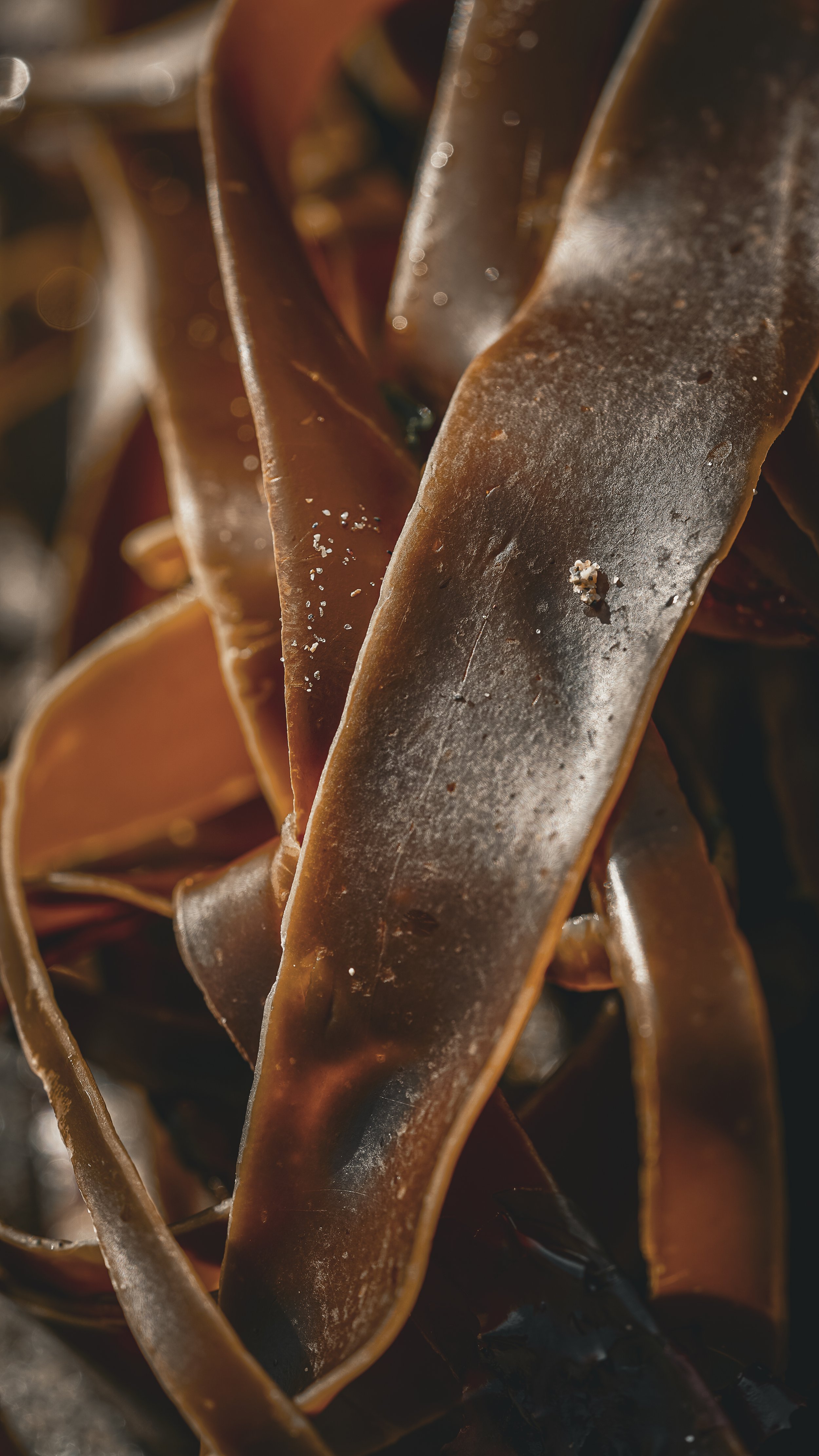 Seaweed