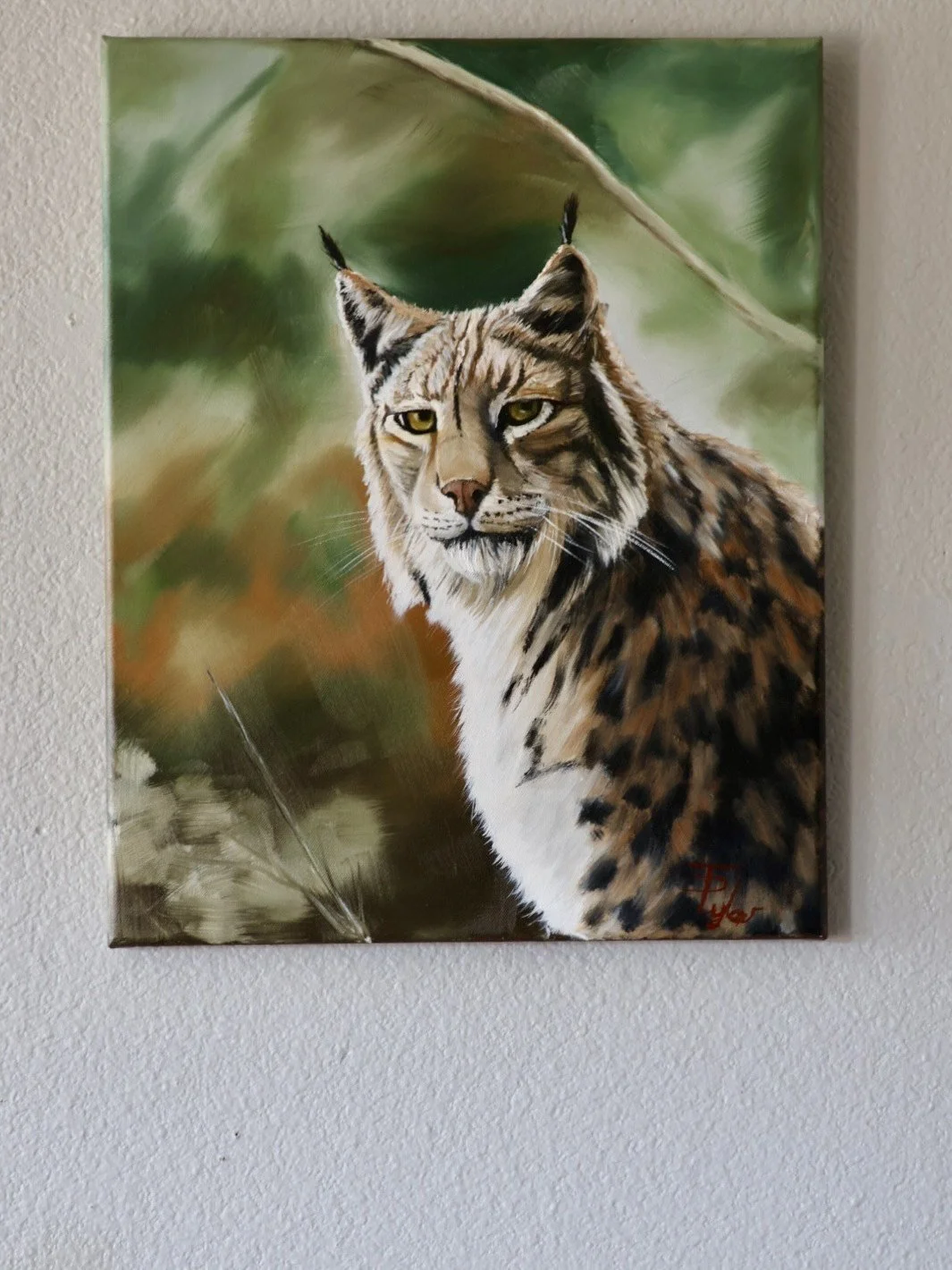 Canadian Lynx