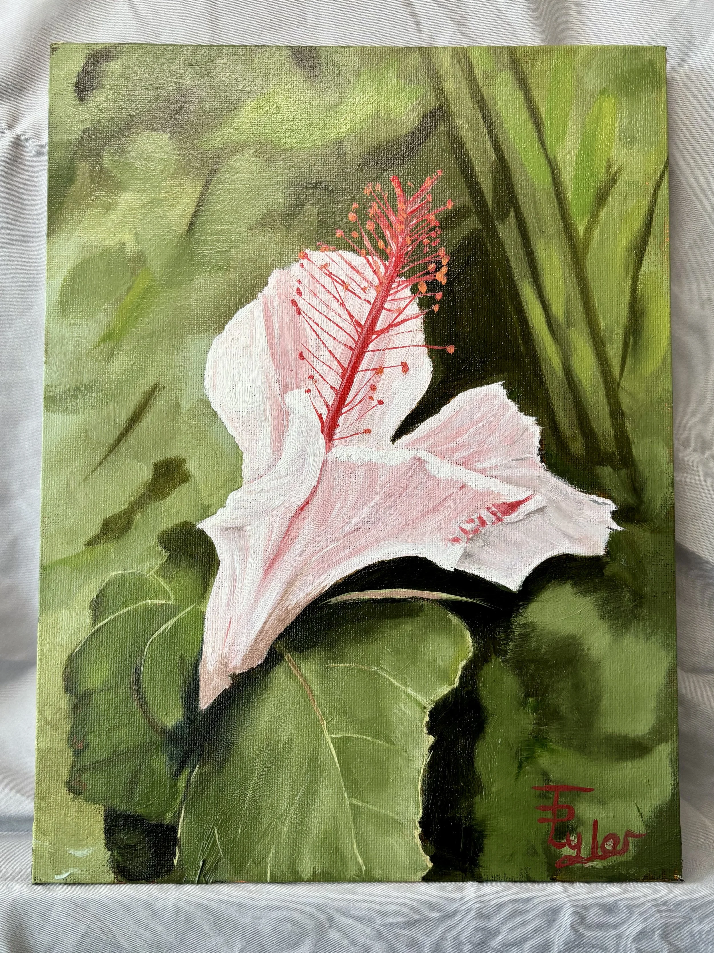 White Fragrant Hibiscus