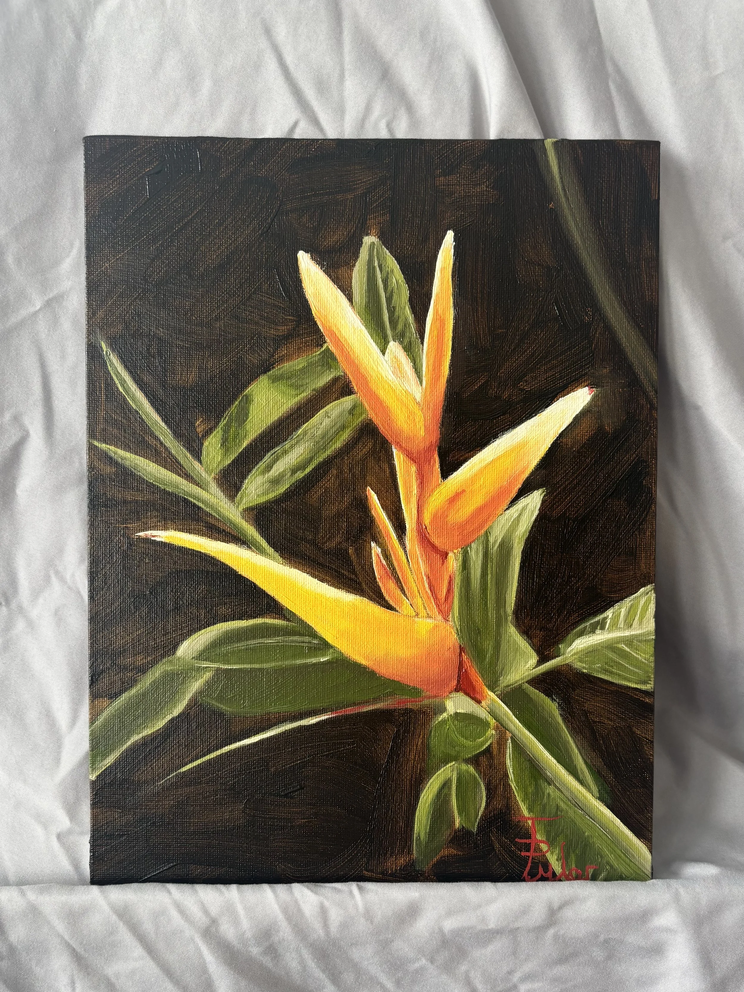 Bird of Paradise