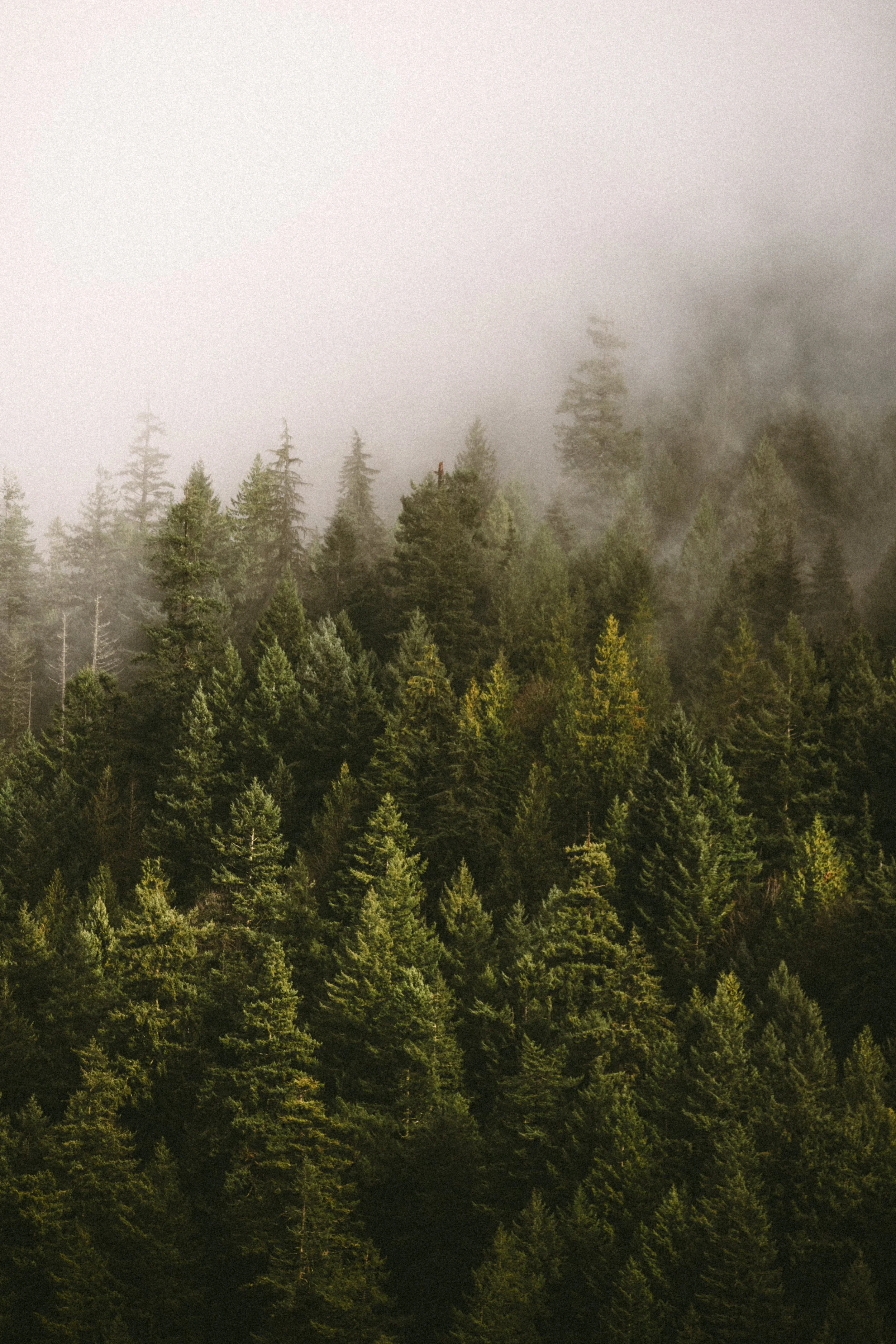 A foggy forest with tall evergreen trees on a hillside.