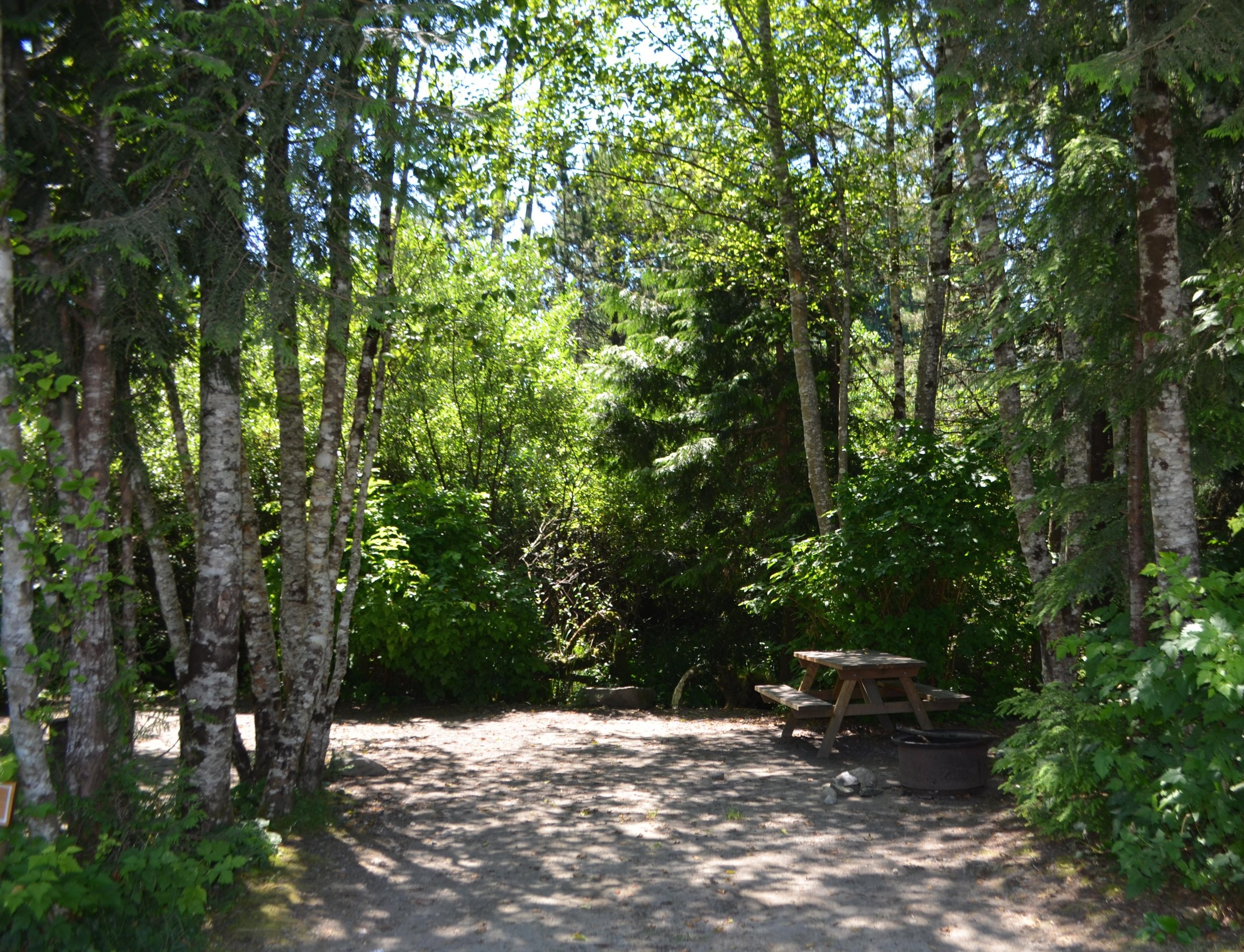 A wooded campsite with a picnic table and a fire pit on a dirt clearing, surrounded by tall trees and lush green foliage.