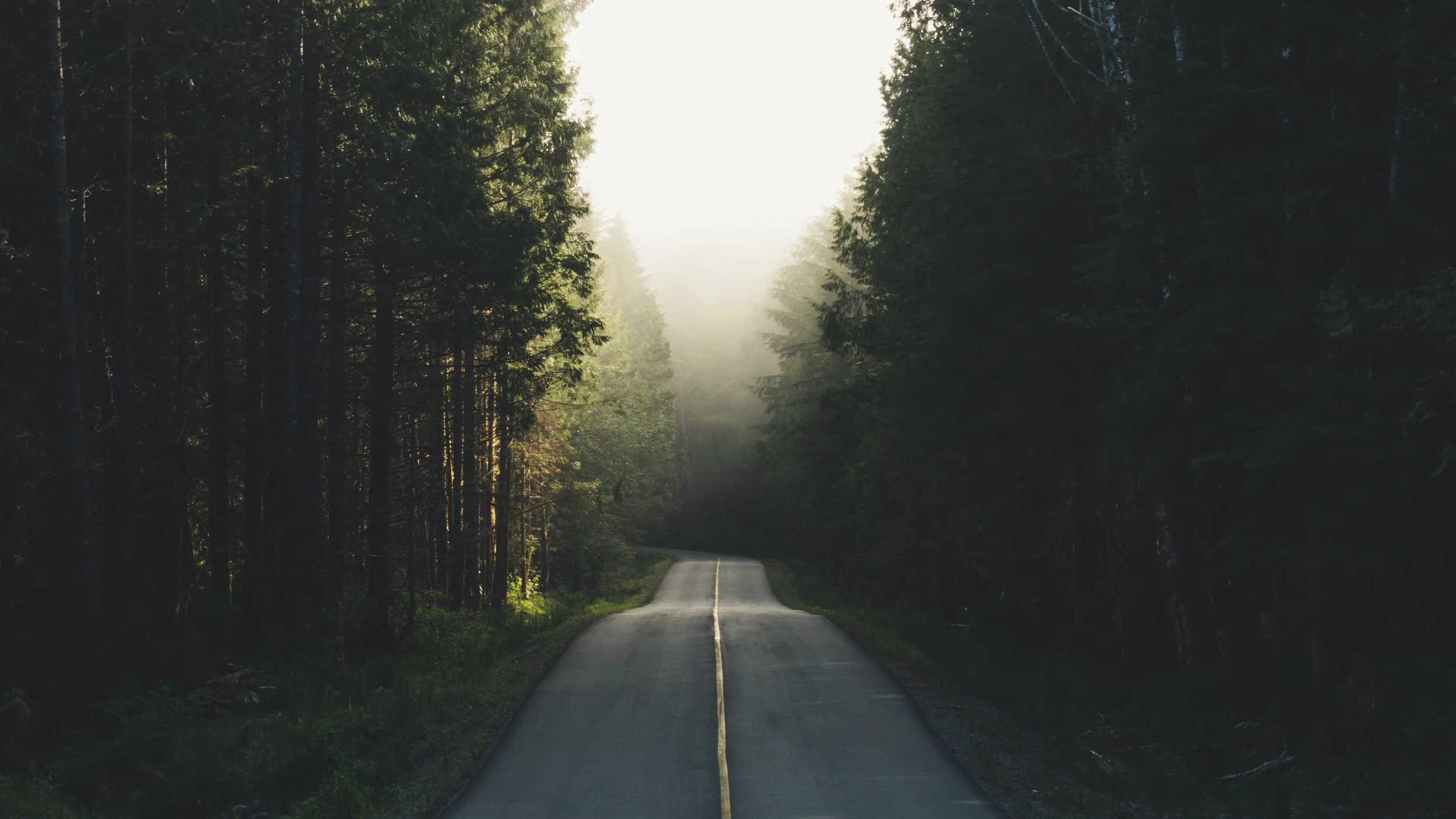 A narrow, winding road runs through a dense forest with tall trees on both sides, disappearing into foggy distance with sunlight filtering through the trees.