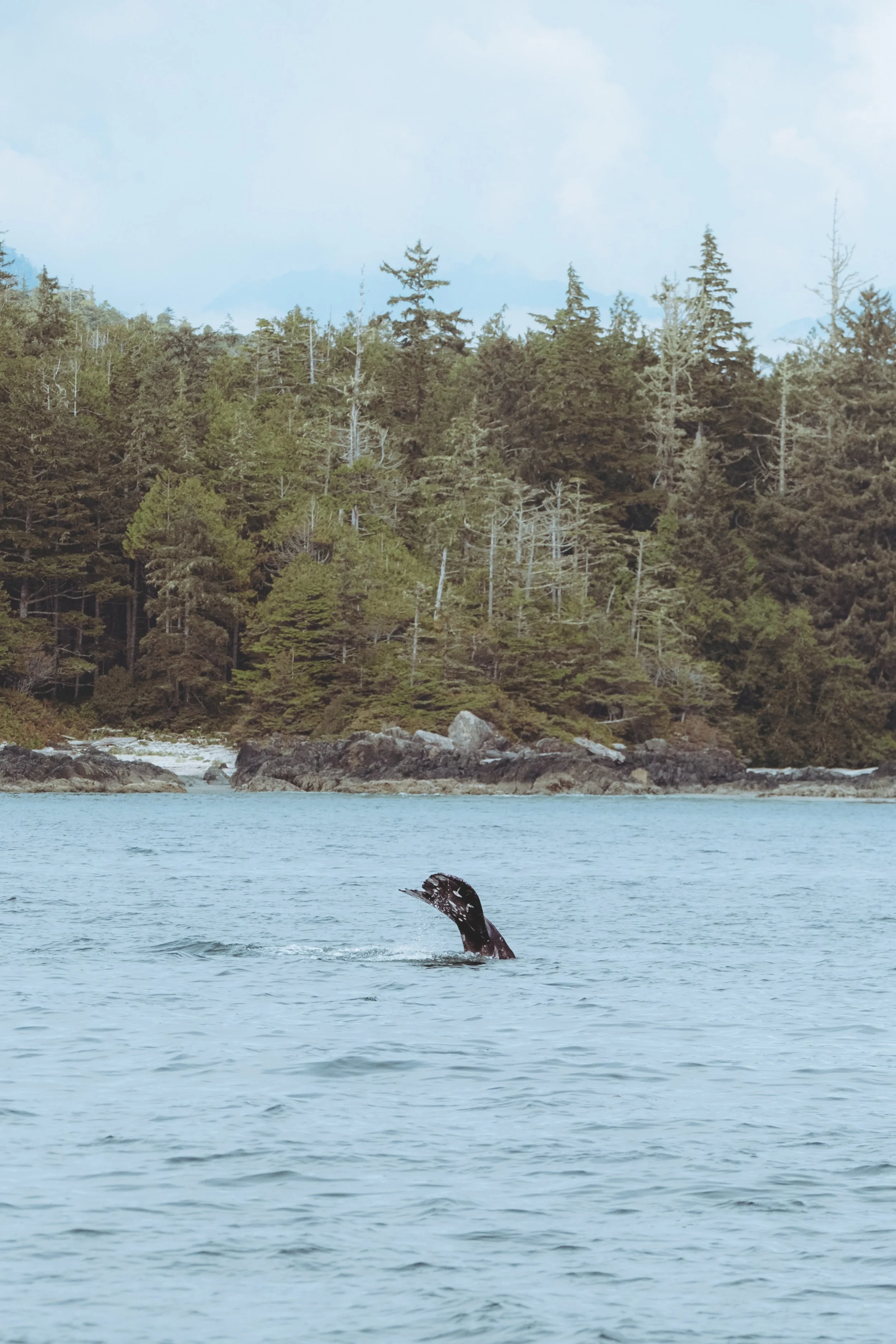 A whale's tail flapping above the water in a forested coastal area.