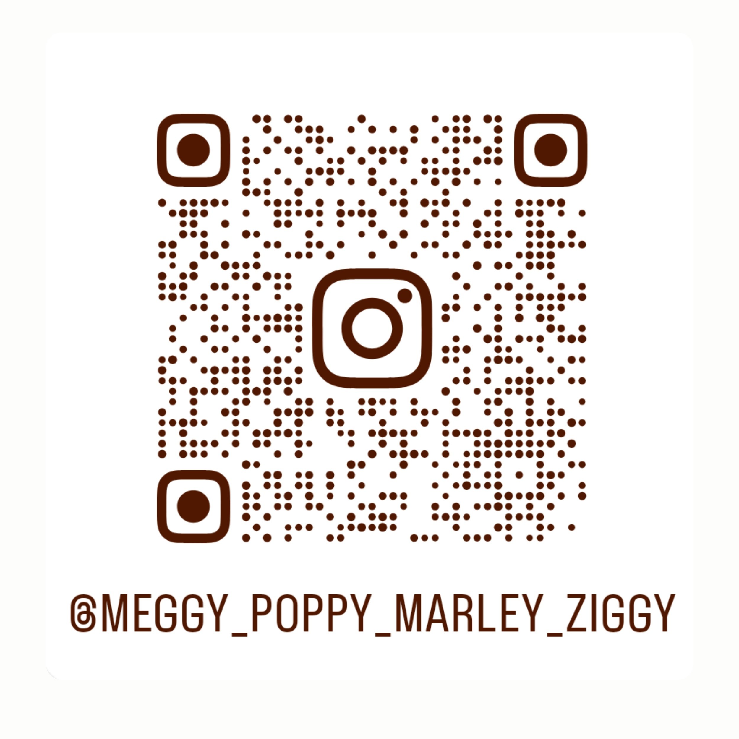 Kim and Niall, Meggy, blue roan, cocker spaniel, Poppy, Yorkie cross Jack Russell, Marley, Ziggy, Bengal Cat, Bengal, Dog, Cat, insta, instagram, photography, pet lives, life of a pet, pet treats, catnip, catnip reviews, pet photography, cute animals