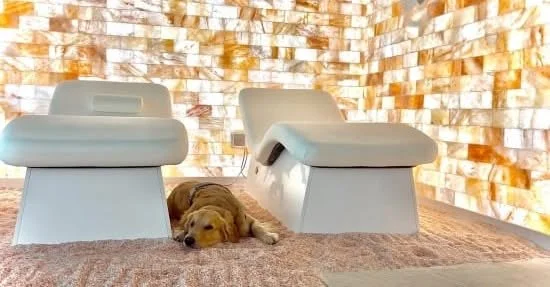 Veteran Wellness Series