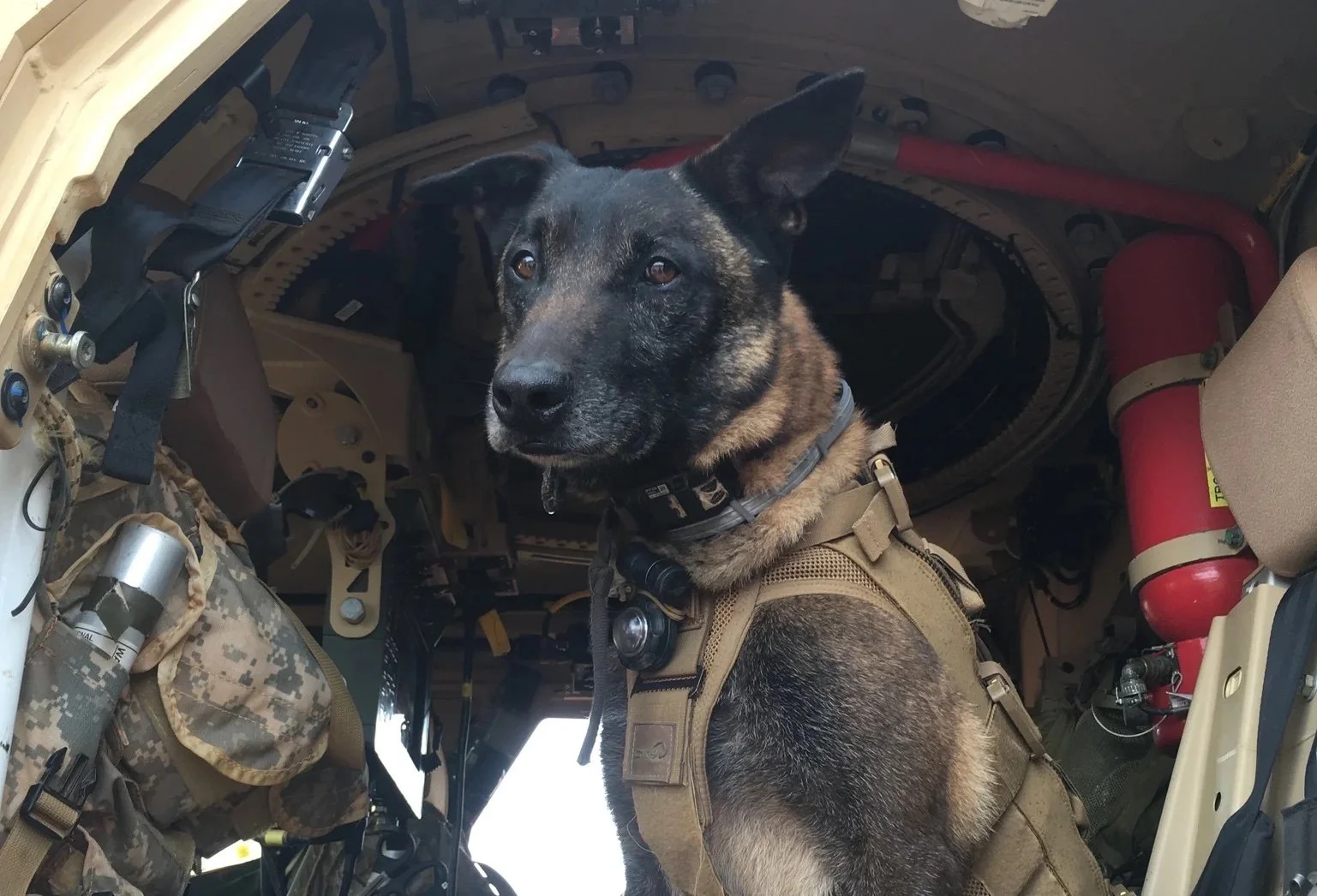 This Dog Sniffed Out Bombs for 5 Years — And Is Now Being Honored By Congress
