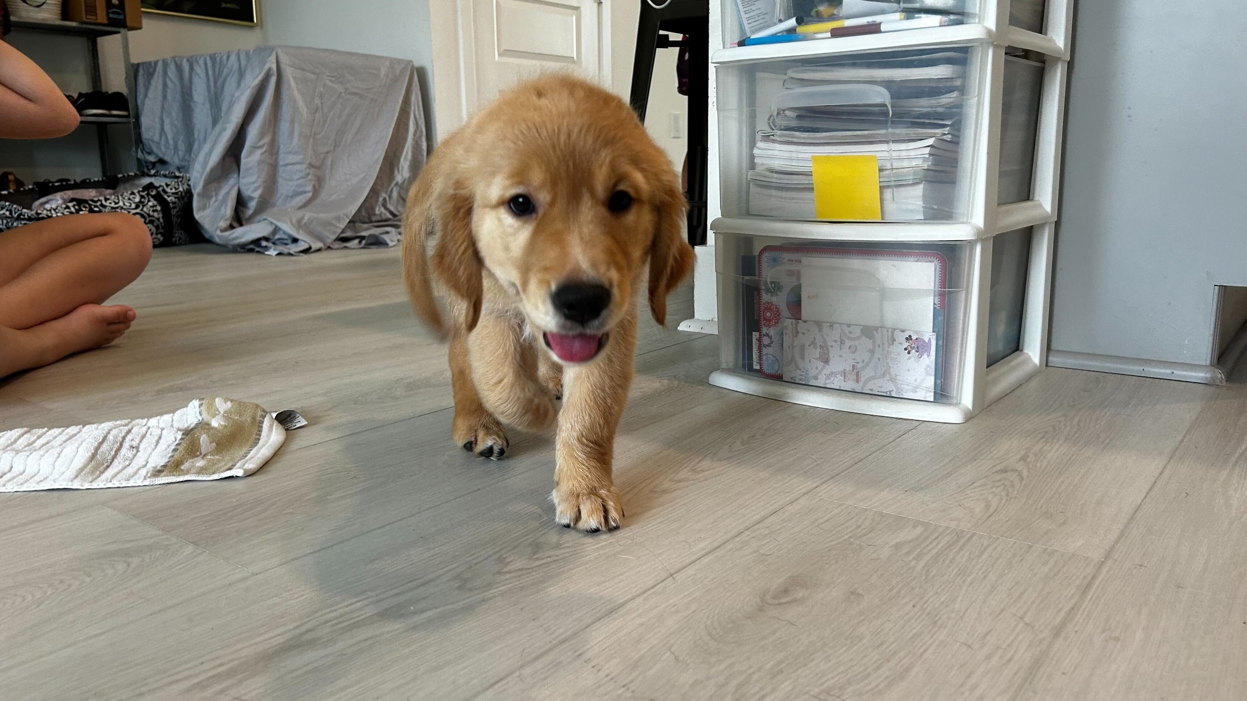 Meet Polly: A New Trainee with a Heartfelt Legacy