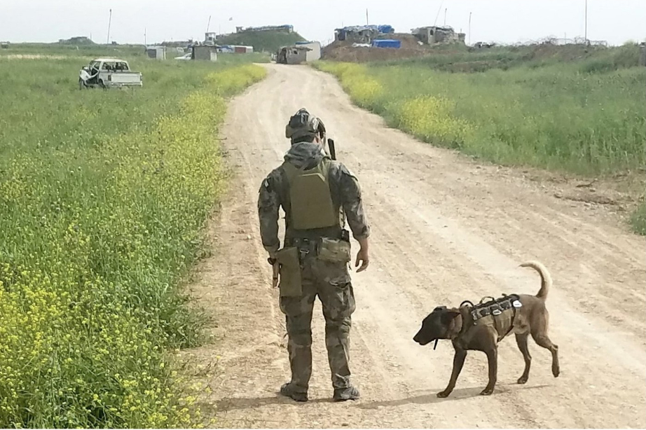 Heroic Tale of a Marine and His Dog: A Journey from Battlefields to Home