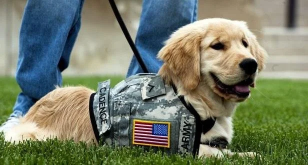 Become a Puppy Raiser