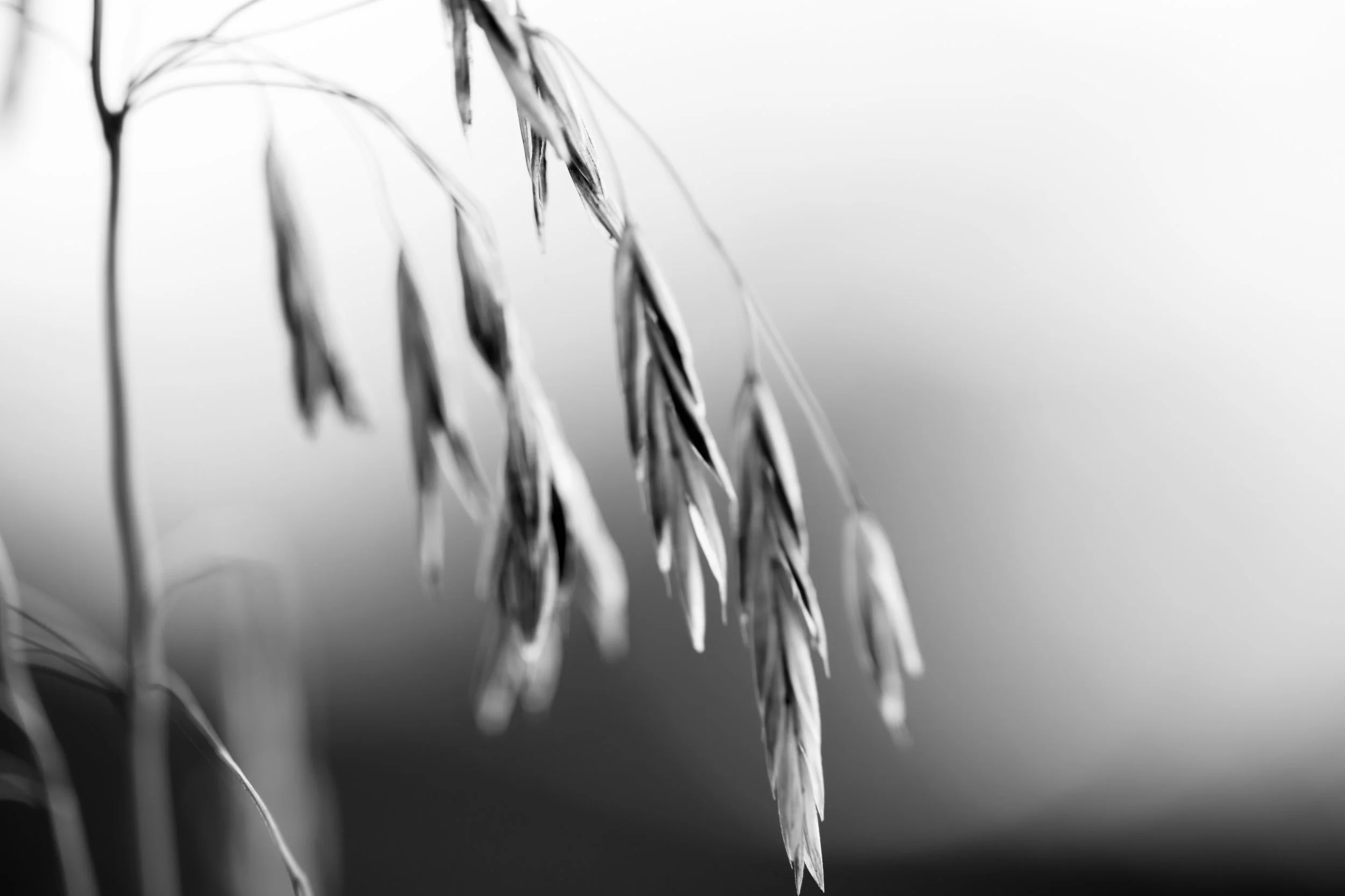_N5A9370.jpg