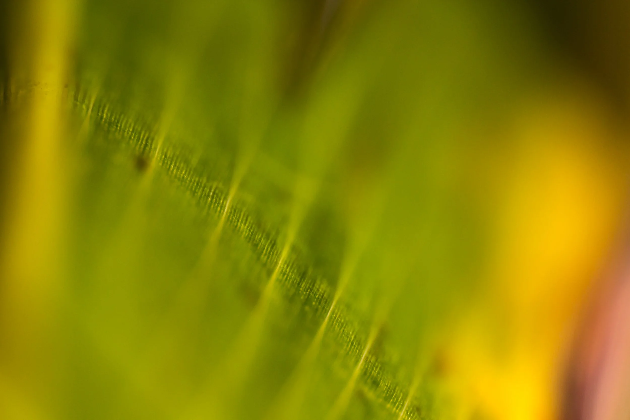 _MG_3050.jpg