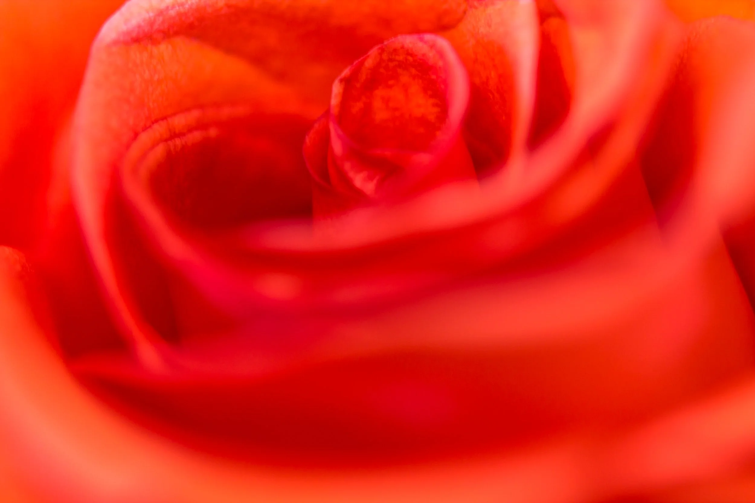 RoseSwirl-2.jpg