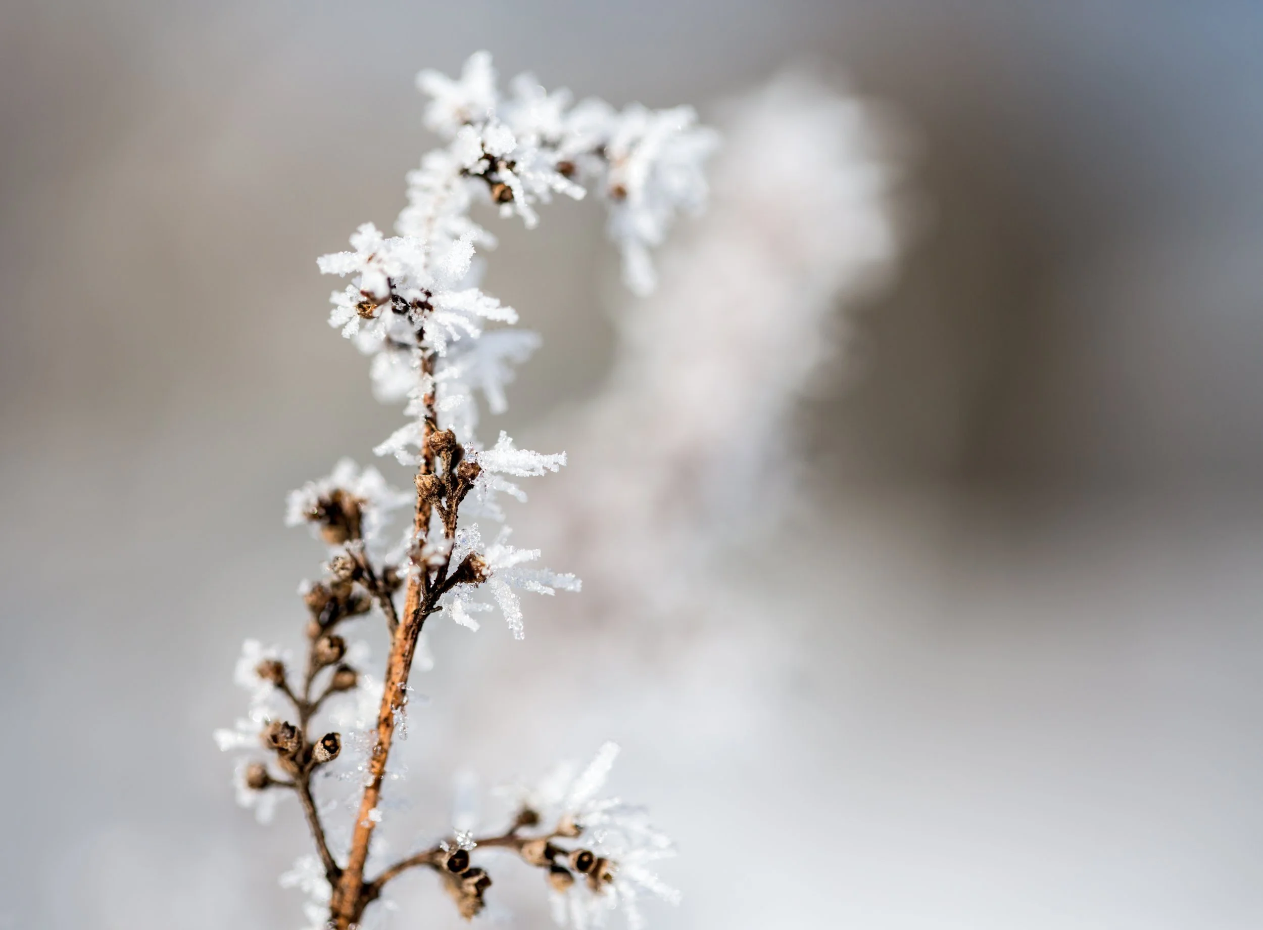 Crystallized.jpg