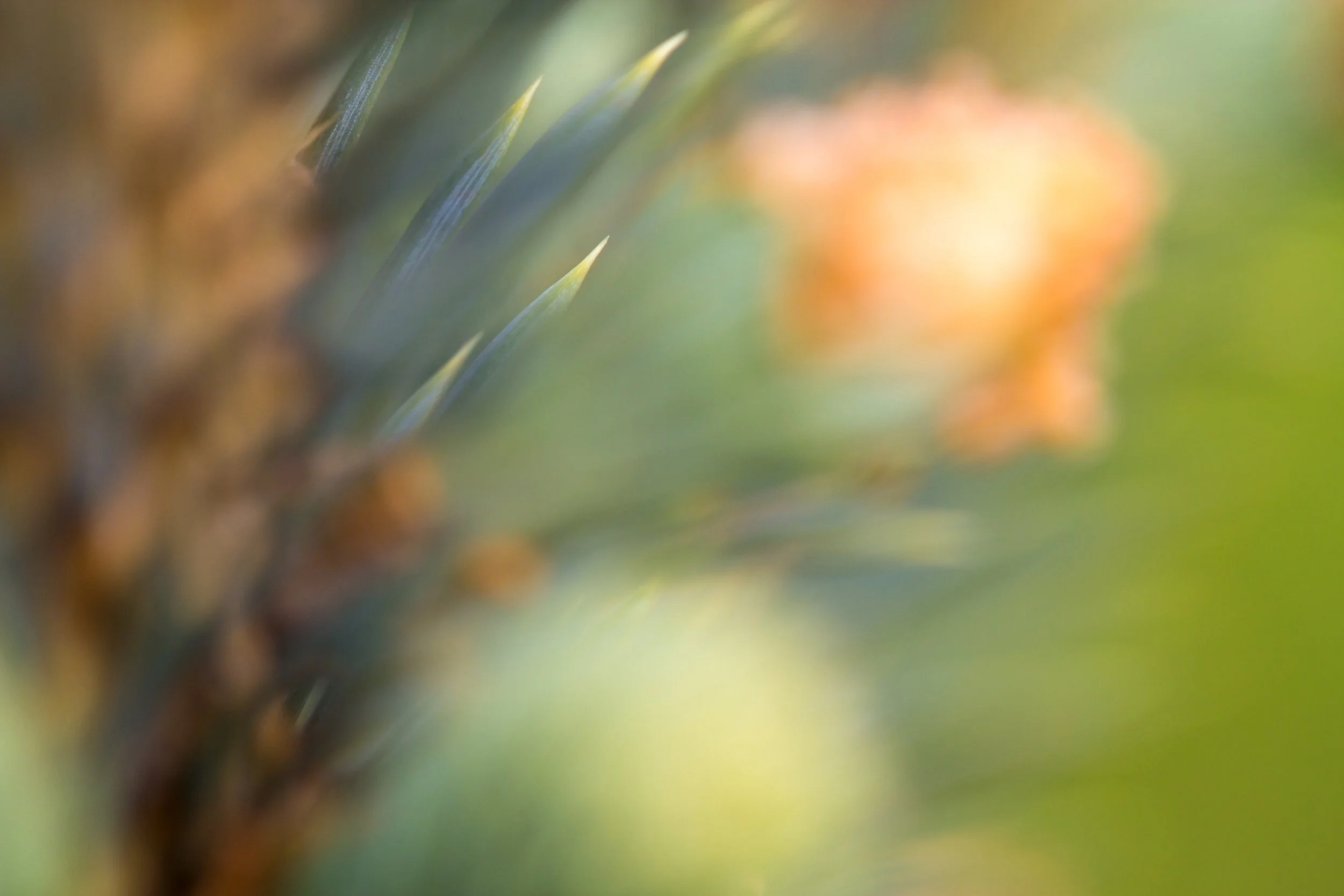 SoftThorn.jpg