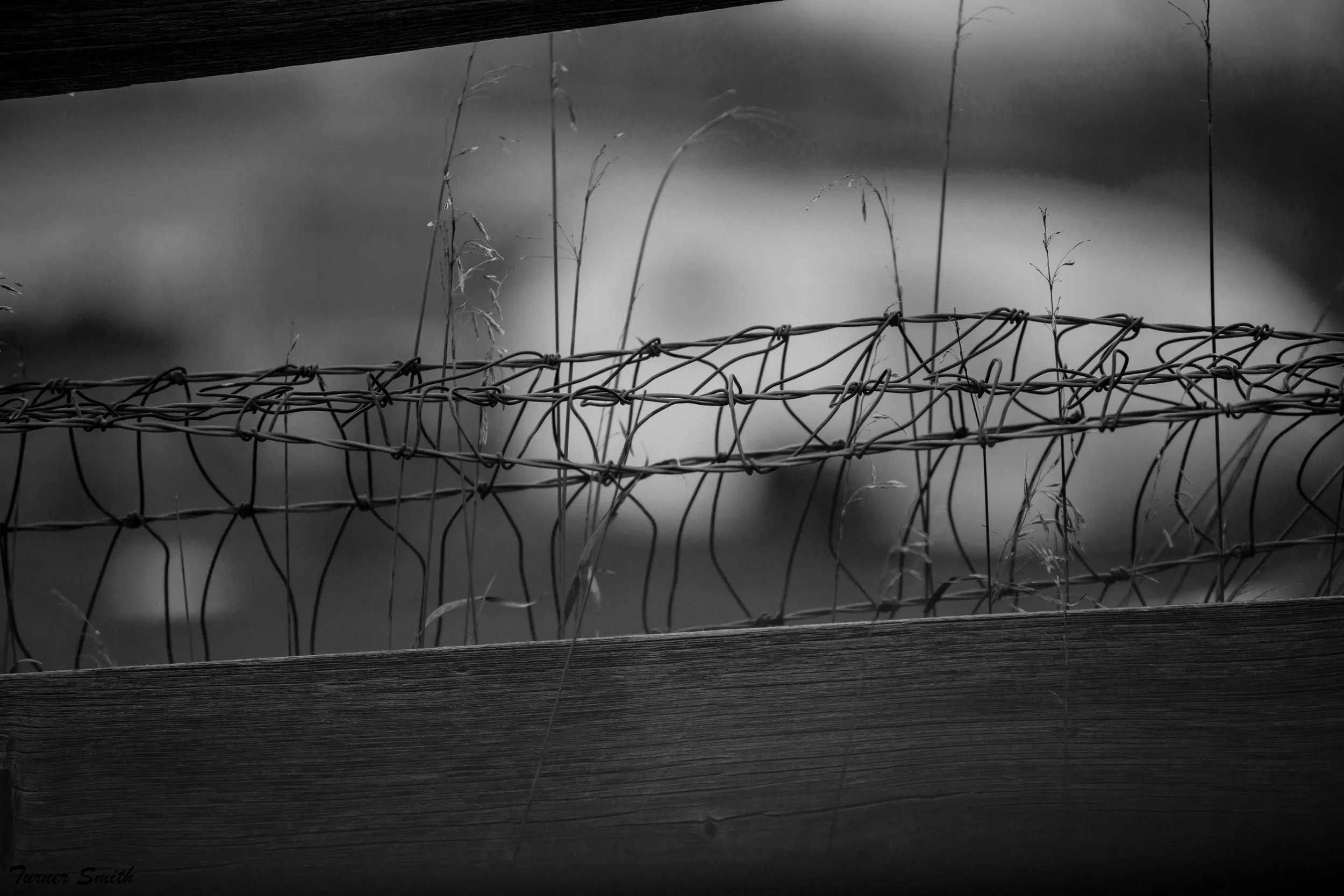 ThroughTheWeeds.jpg