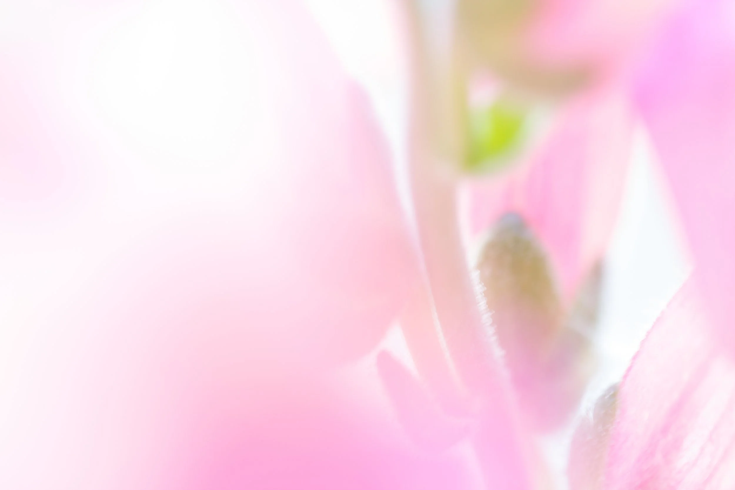DreamingInPink.jpg