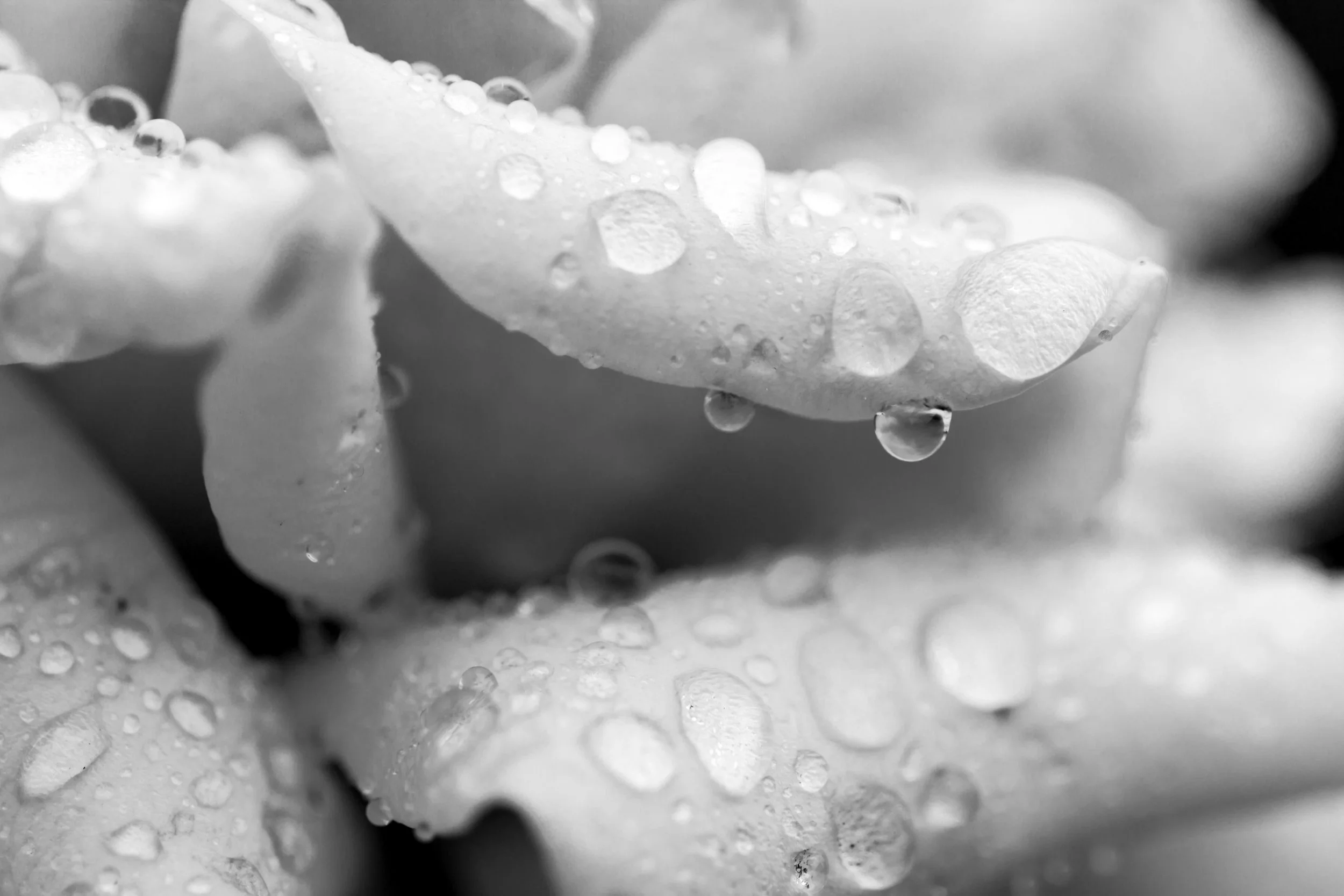 _MG_2956.jpg