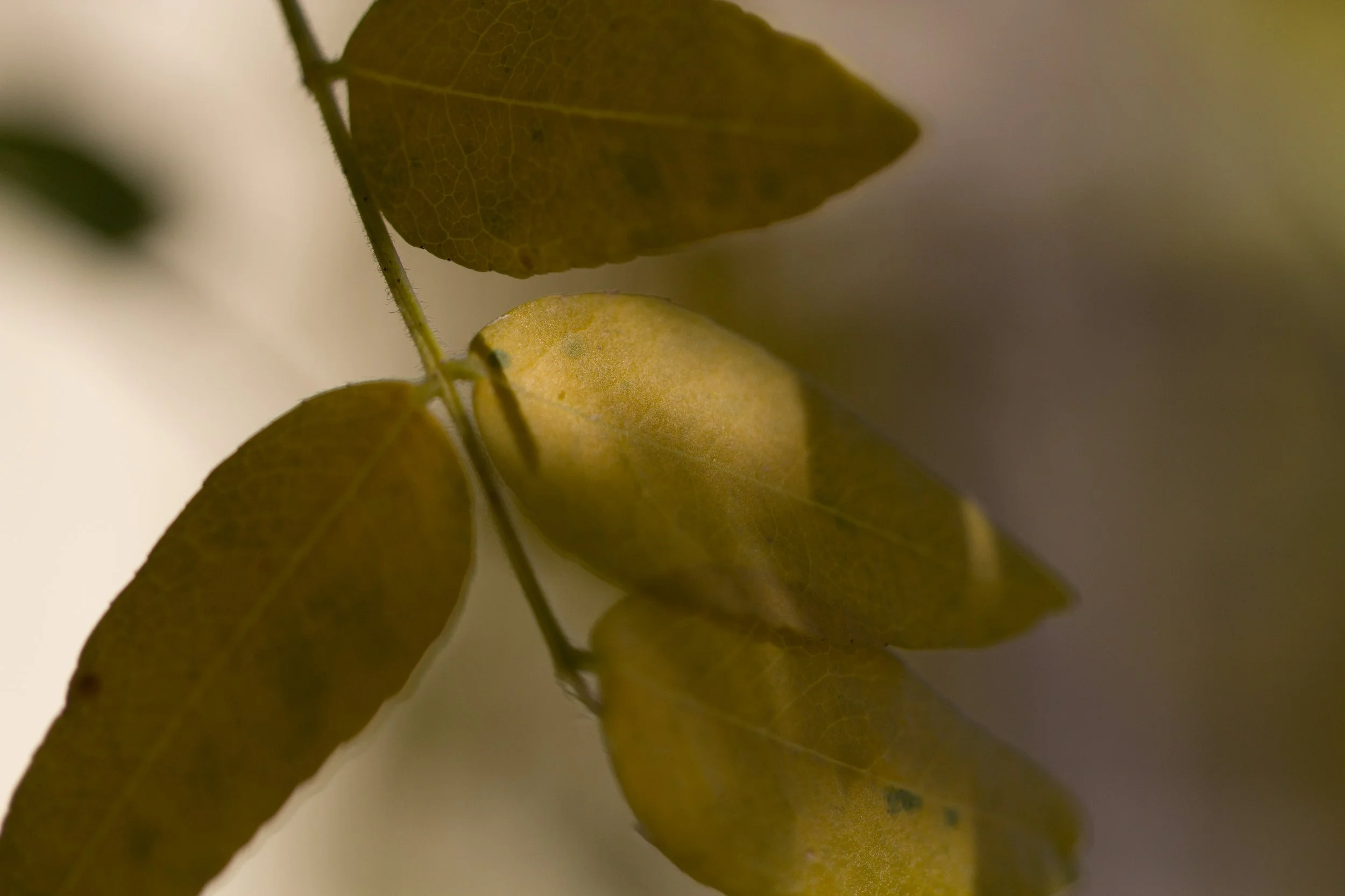 _MG_2982.jpg