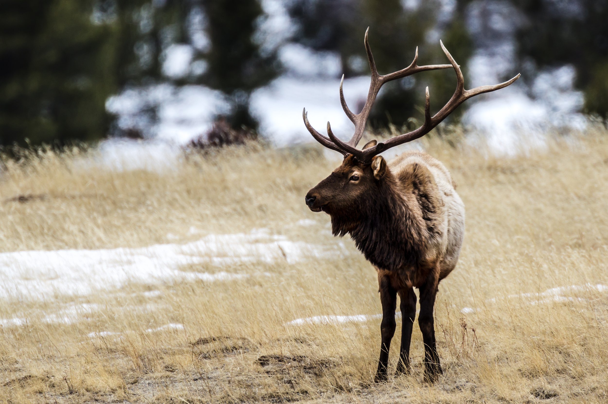 Elk.jpg