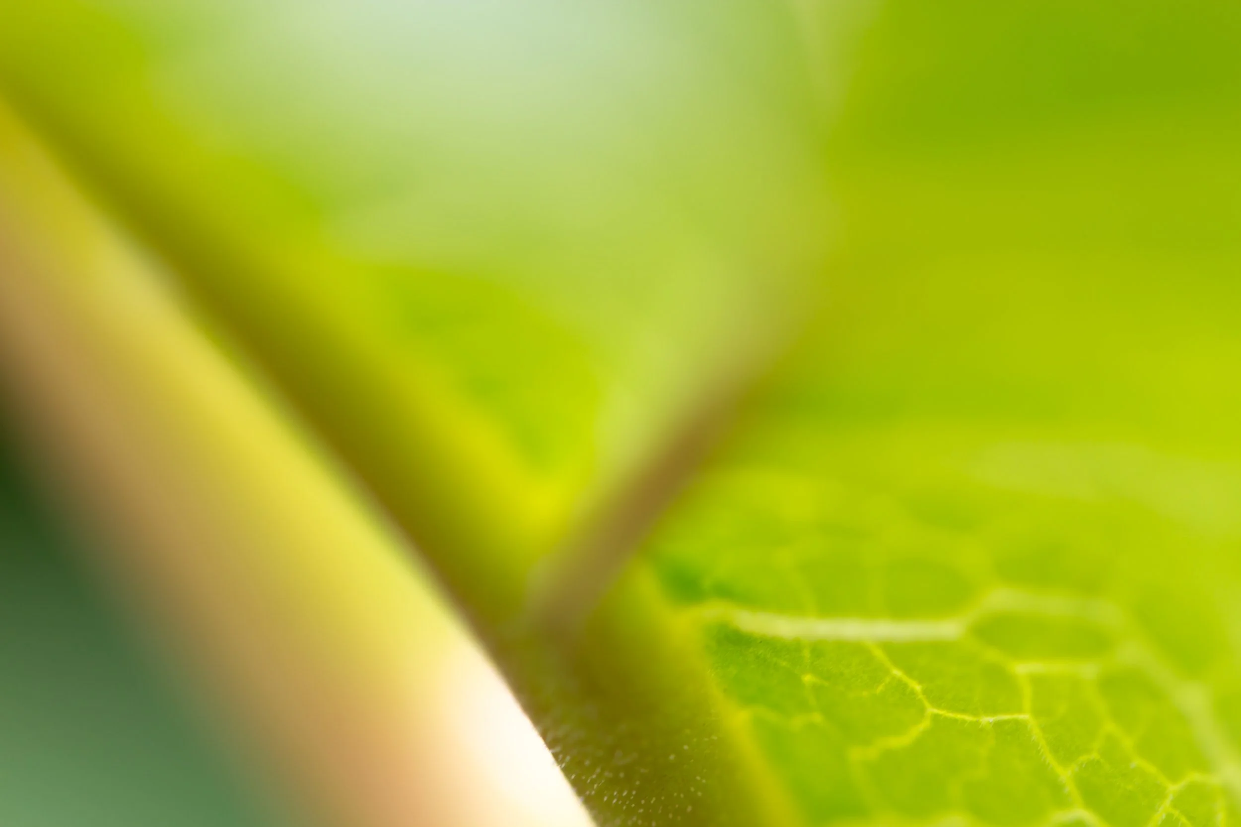 GreenStairway.jpg