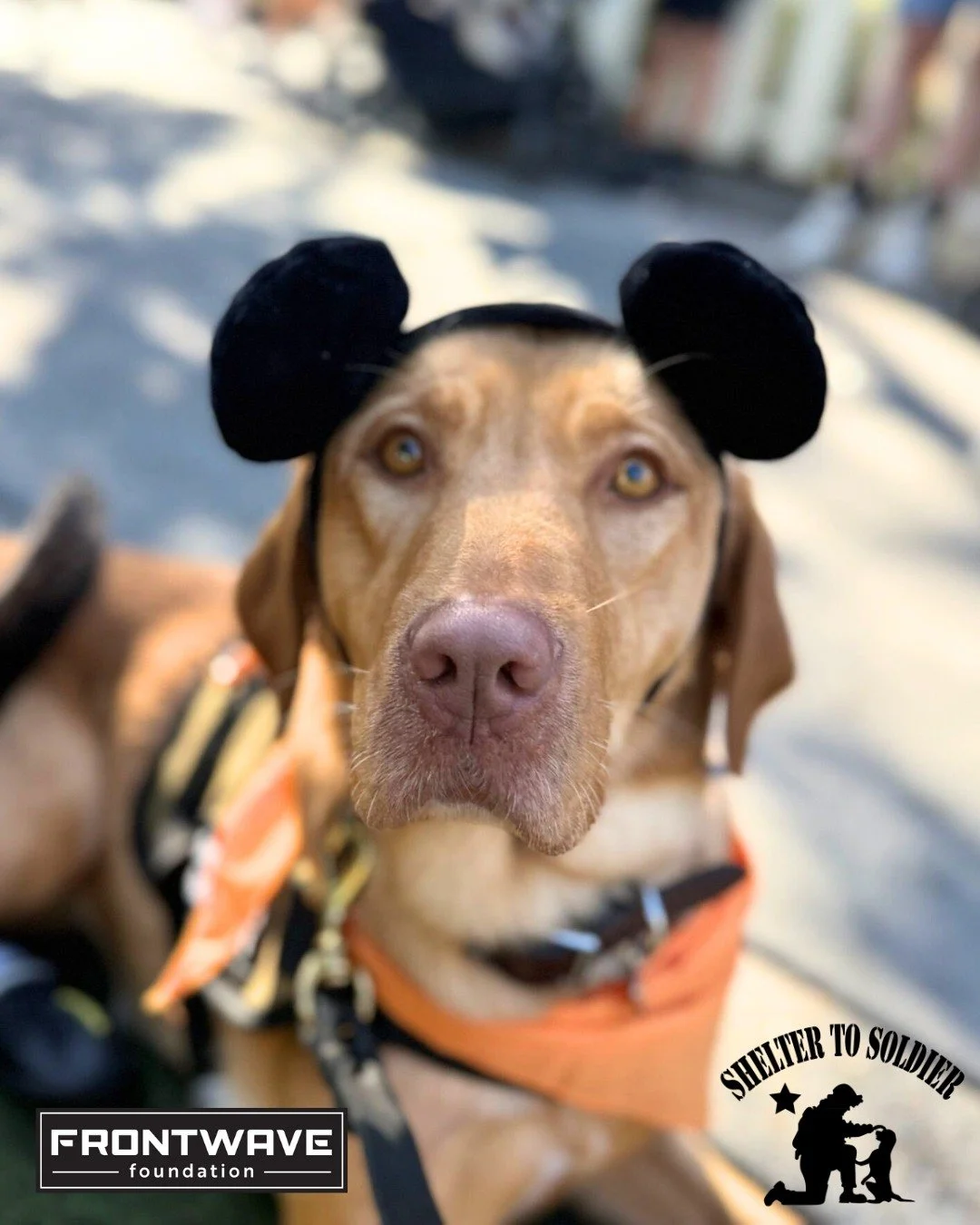 🐾 Nova Update! 🐾

We&rsquo;re so proud of our sponsored pup, Nova, from our friends at @SheltertoSoldier! 

In mid-August, Nova officially passed her Canine Good Citizen test 🎓 and is now ready to begin the next chapter &mdash; meeting her forever