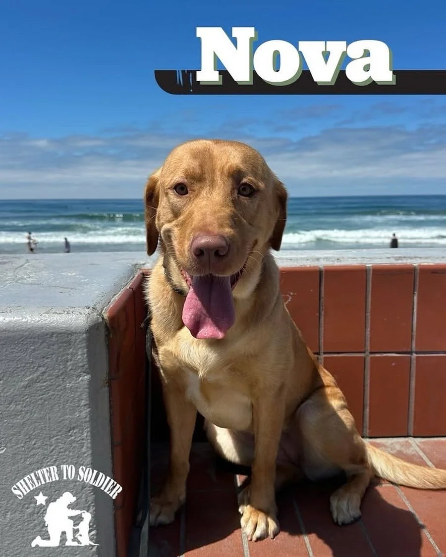 🐾 Nova Update from @SheltertoSoldier
We just received another heartwarming update on Nova and she&rsquo;s thriving!

Nova is on track to take her Canine Good Citizen (CGC) test this week. Her trainer, Kayla, will also be capturing offsite training s