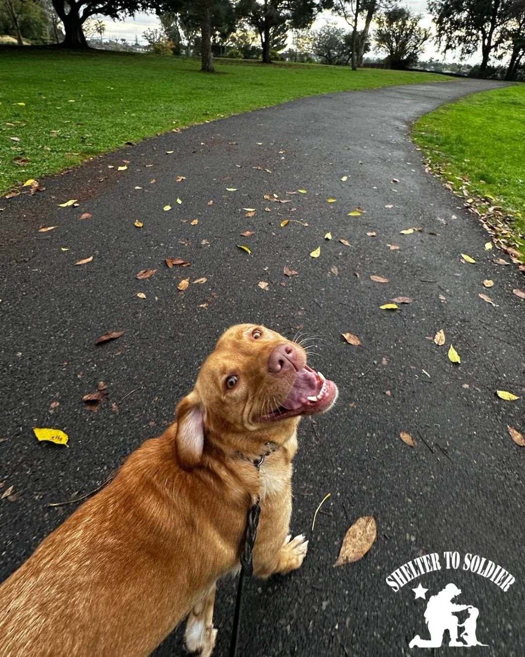 Nova Pupdate: 🐾

Nova continues to make incredible progress on her journey. She has now begun &ldquo;dating&rdquo; approved veterans from the @SheltertoSoldier waitlist, meeting potential handlers to ensure the strongest and most meaningful match. T