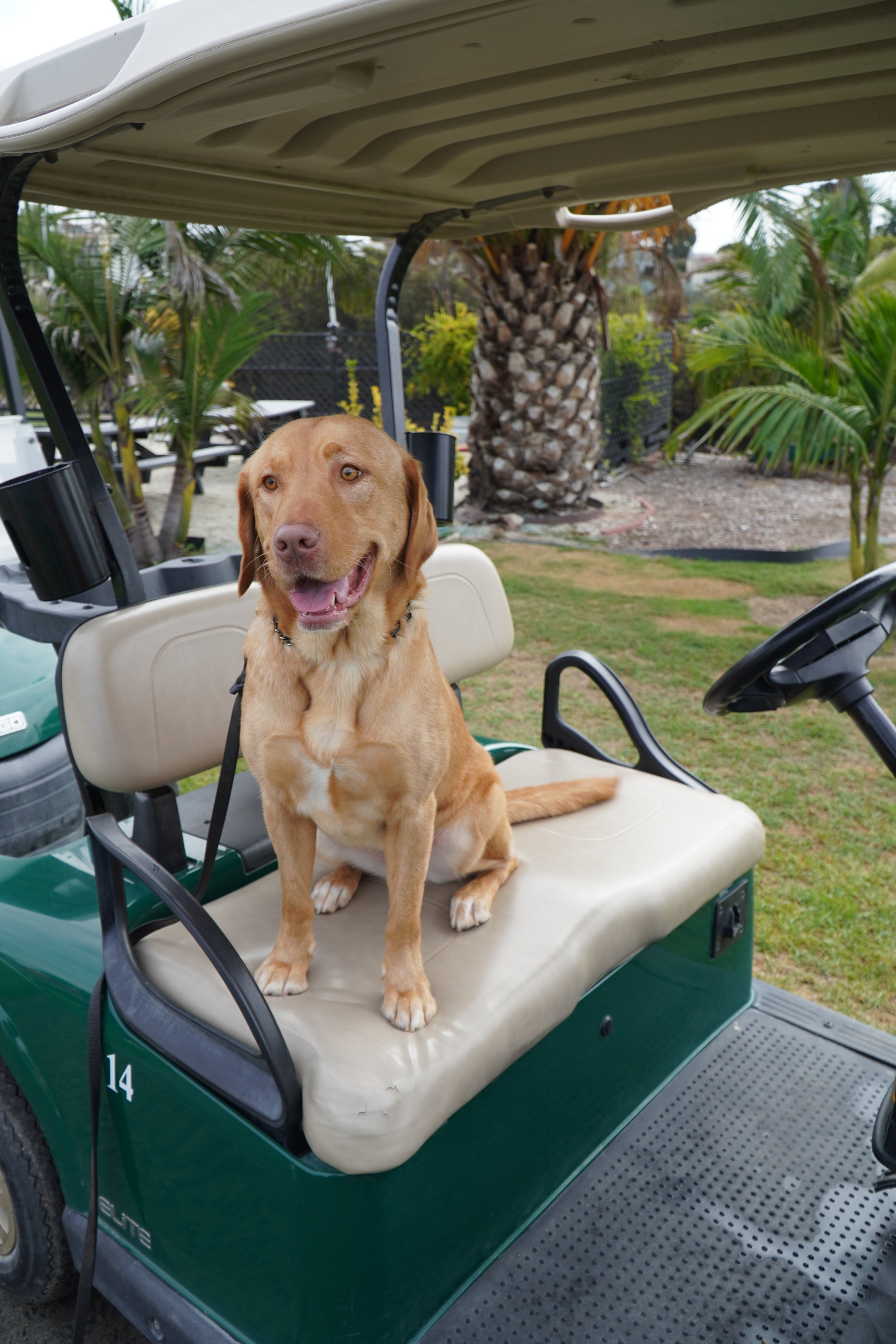 A happy golden retriever dog sitting on the beige seat of a green golf cart in a backyard with palm trees and greenery.