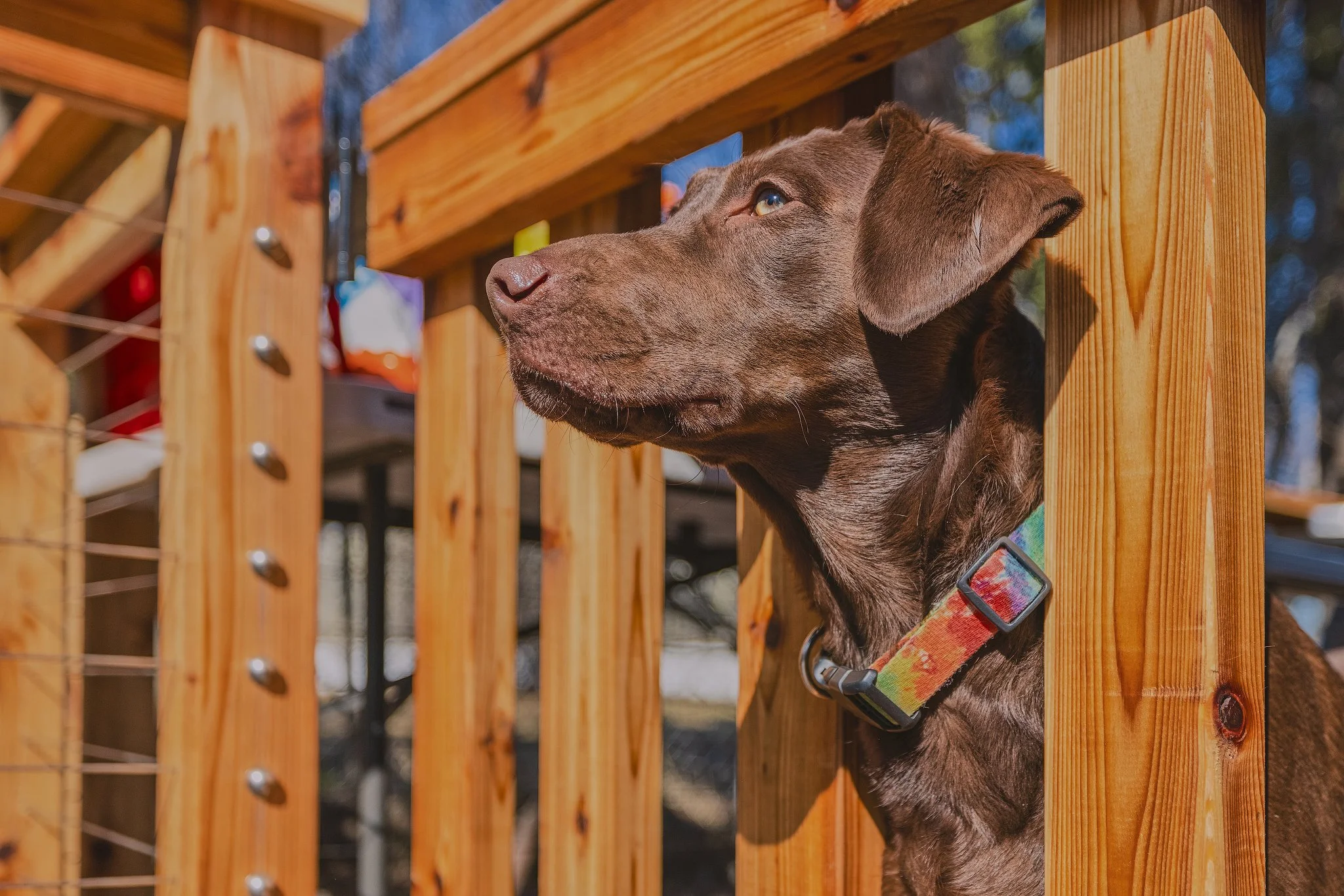 A brown dog looking through a wooden fence.
