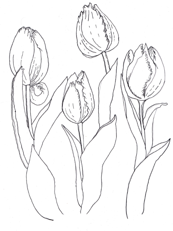 Tulips (Tulipa gesneriana), ink, 8.5"x11"
