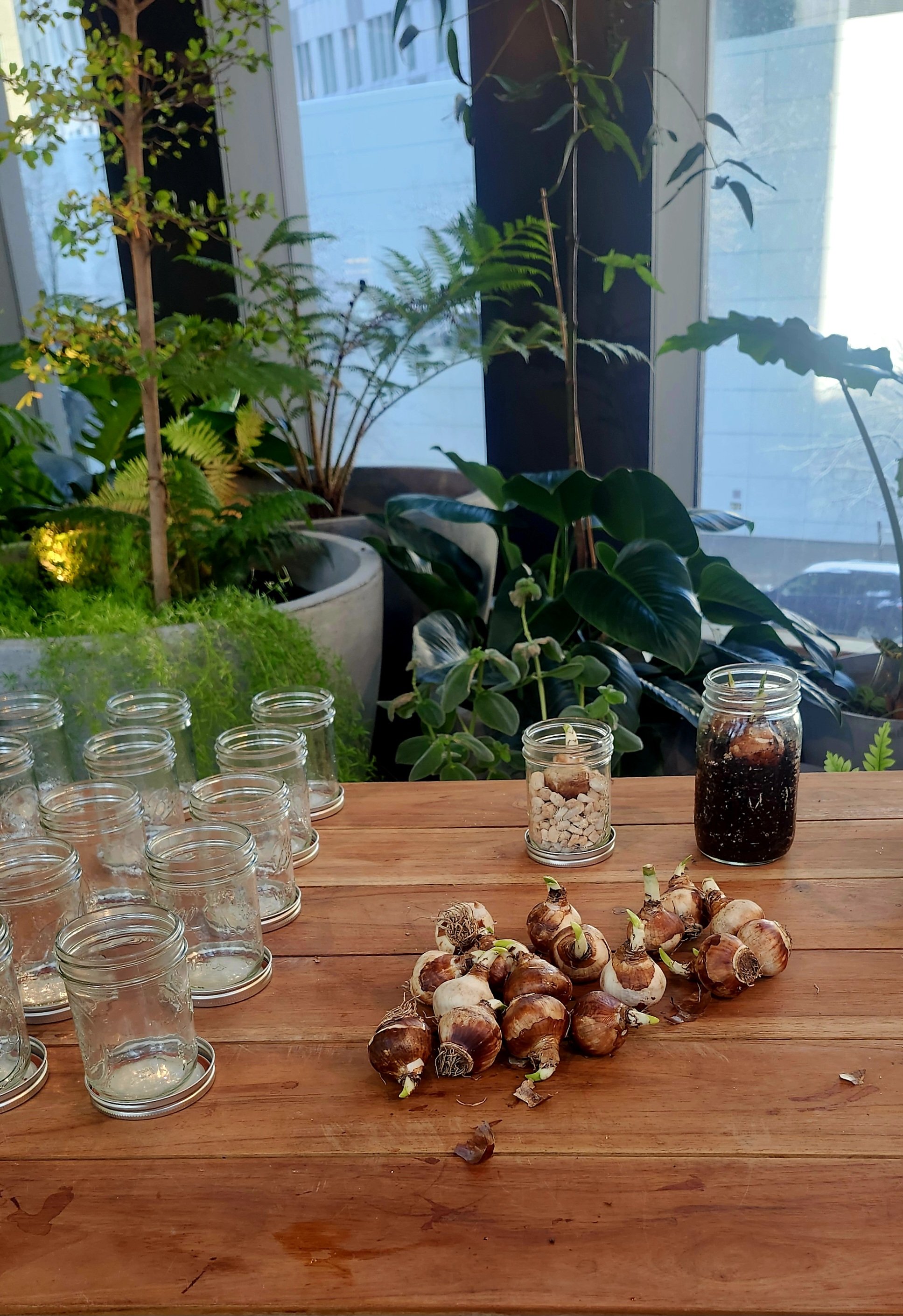Prepping in the Growroom for the paperwhite workshop
