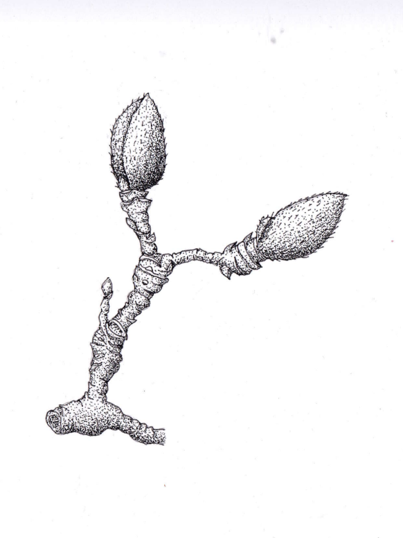Star Magnolia Bud (Magnolia Stellata), ink, 8.5"x11"
