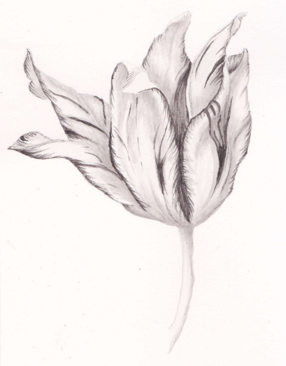  Tulip (Tulipa gesneriana), graphite washes, 8.5"x11"