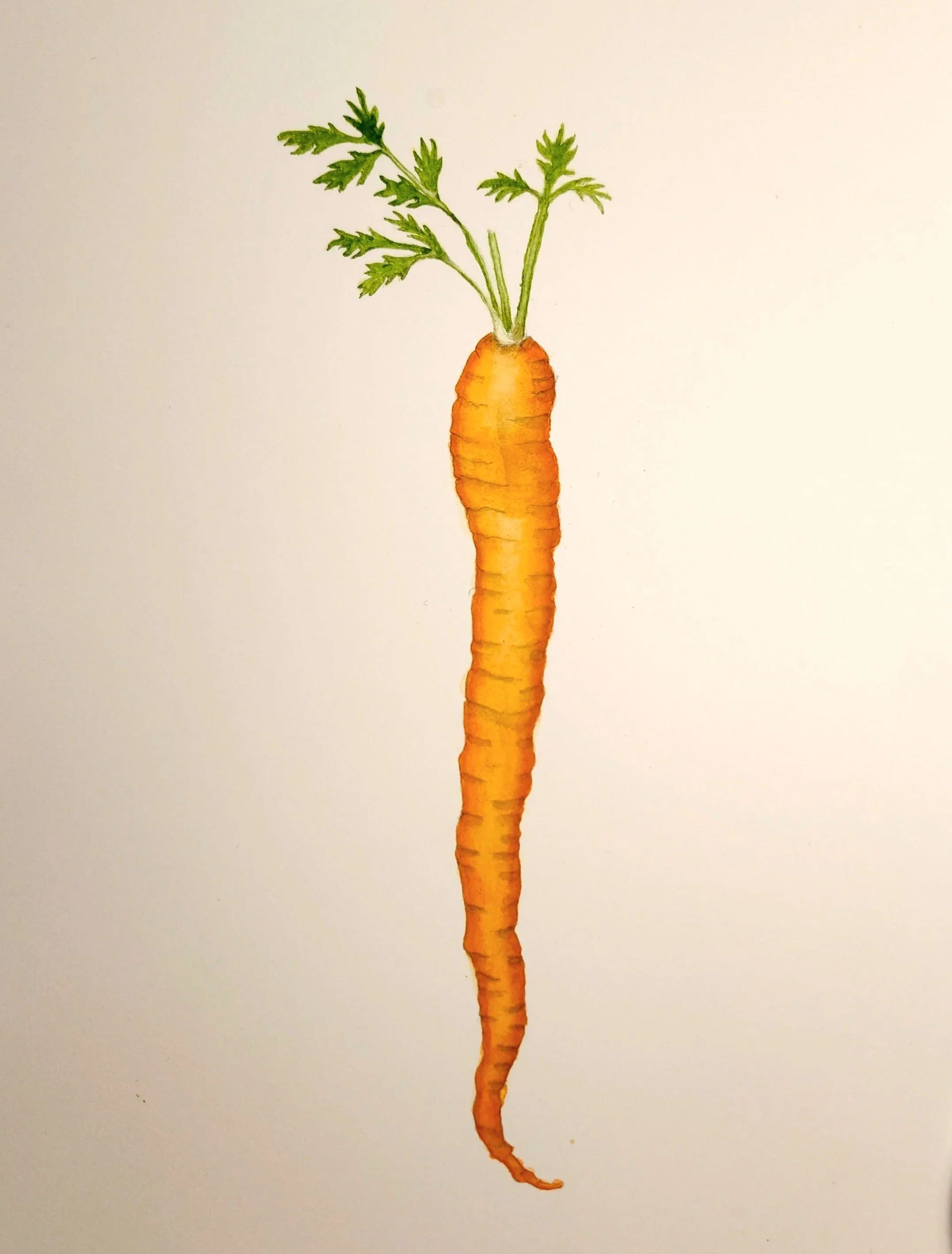 Carrot (Daucus carota), watercolor, 8.5" x 11"