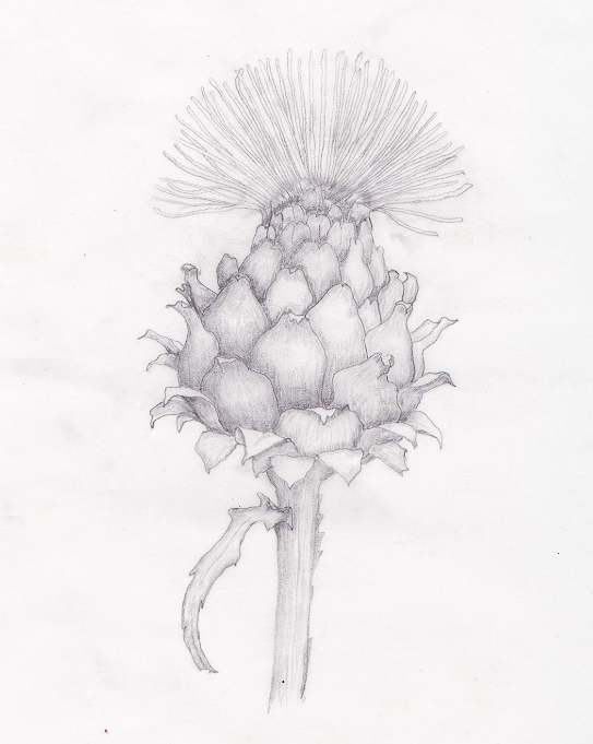 Spear Thistle (Cirsium vulgare/Feochadán colgach), graphite, 8.5"x11"