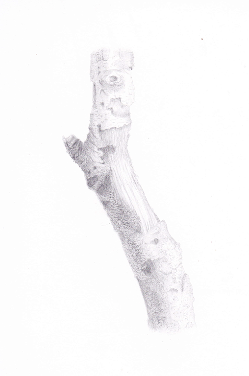 Old Dog's Stick, graphite, 8.5"x11"