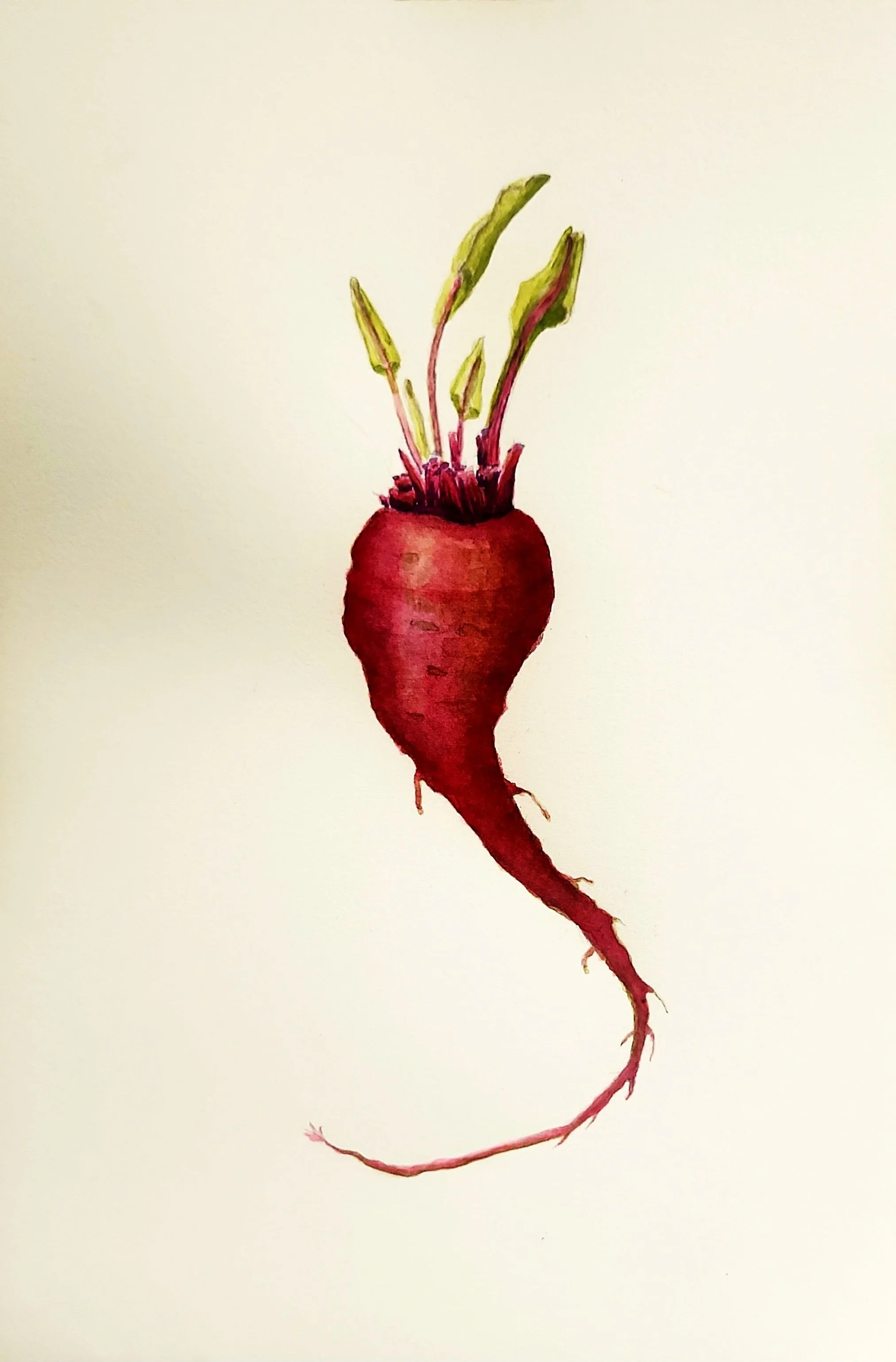 Beet (Beta vulgaris), watercolor, 8.5" x 11"