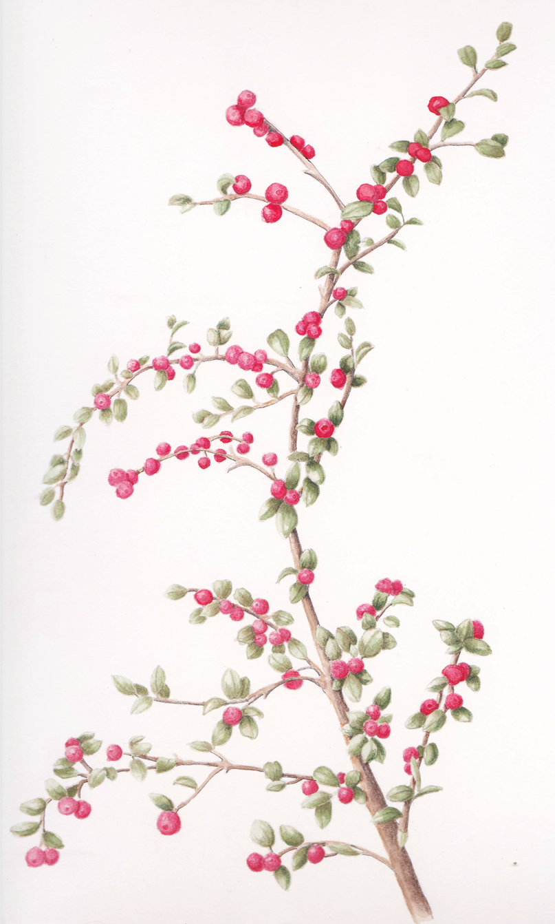 Cranberry Cotoneaster (Cotoneaster apiculatus), mixed media, 8.5"x 11"
