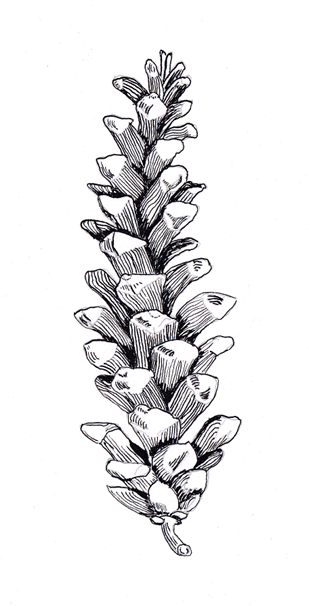 Pinus balfouriana (Foxtail Pine), ink