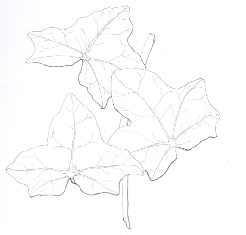 Hedera helix (Common Ivy), ink
