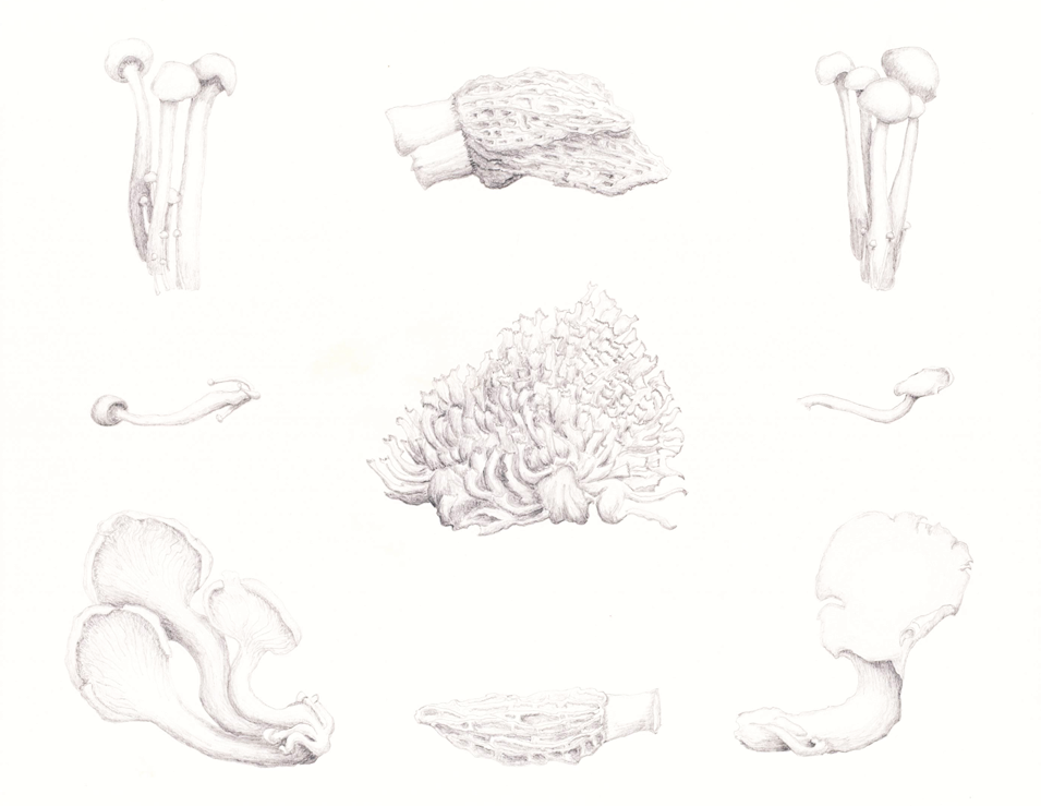 Mycelium (Mushrooms), graphite, 11"x17"