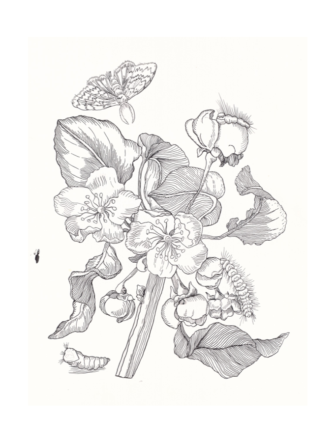 Copy of Apple Blossom by Maria Sybilla Merian, Ink, 8.5"x11"